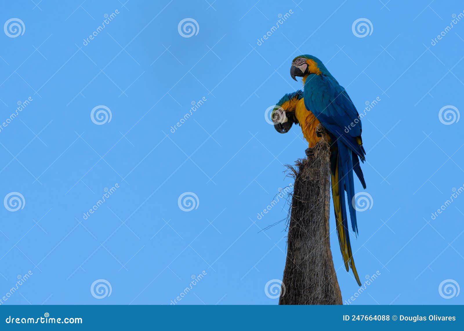 colorful parrots commonly known as guacamayo azuliamarillo perched on a tree