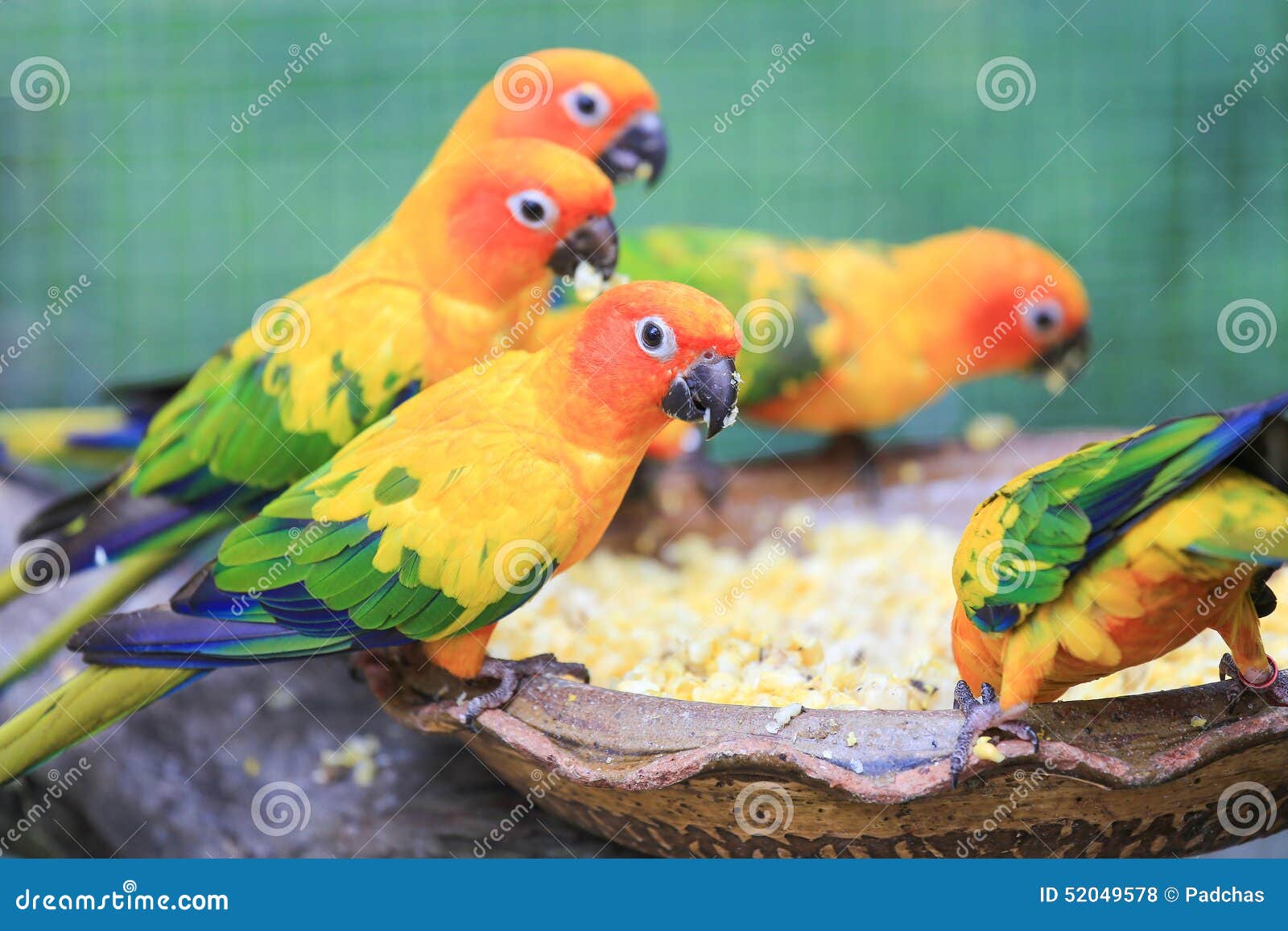 Colorful Parrots Eating Seeds and Corn. Stock Photo Image of enjoy
