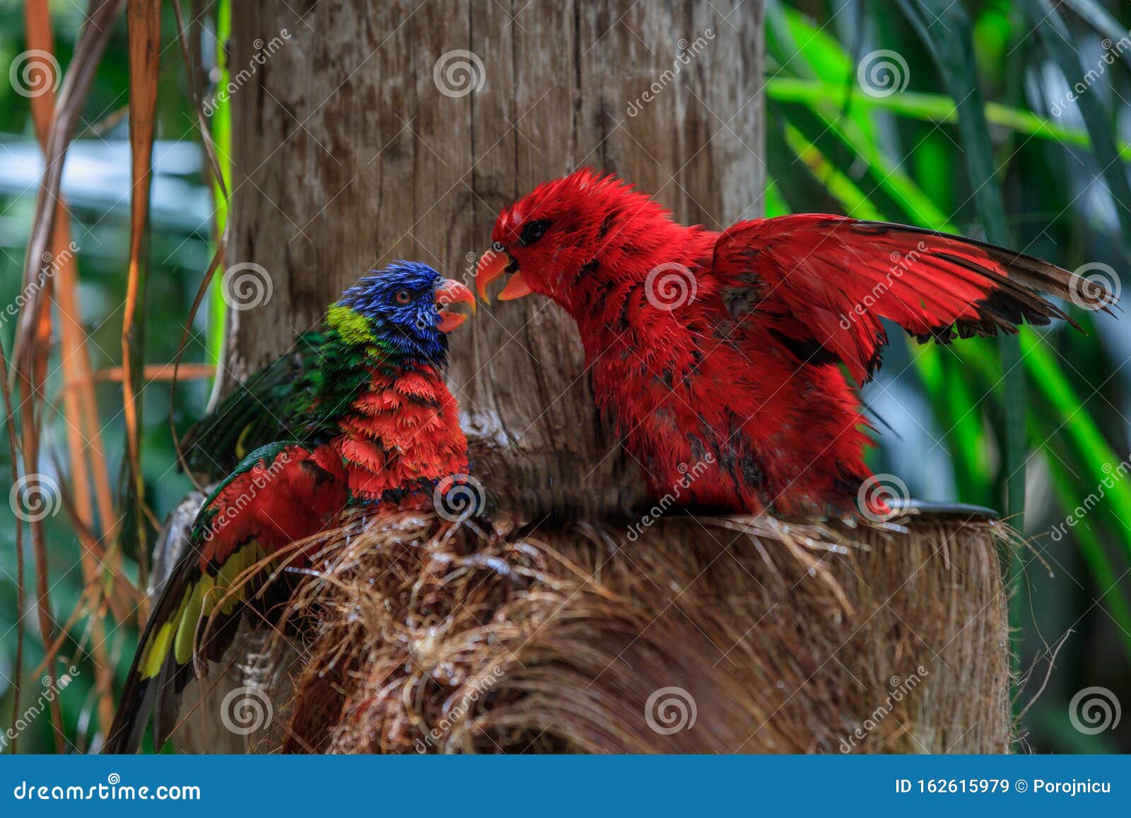 colorful parrots in loro park in tenerife, spain