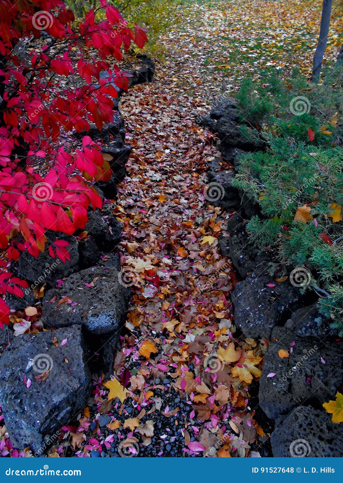 Colorful Pathway stock photo. Image of path, trees, maple 91527648