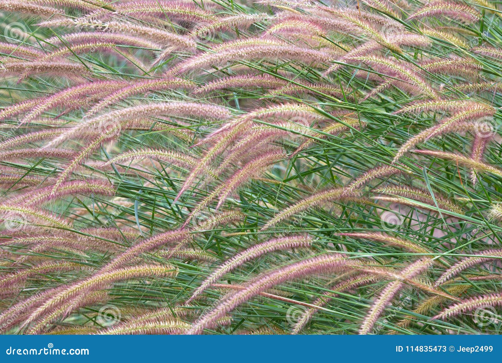 Colorful Patterns of Grass Flowers. Stock Image - Image of texture ...