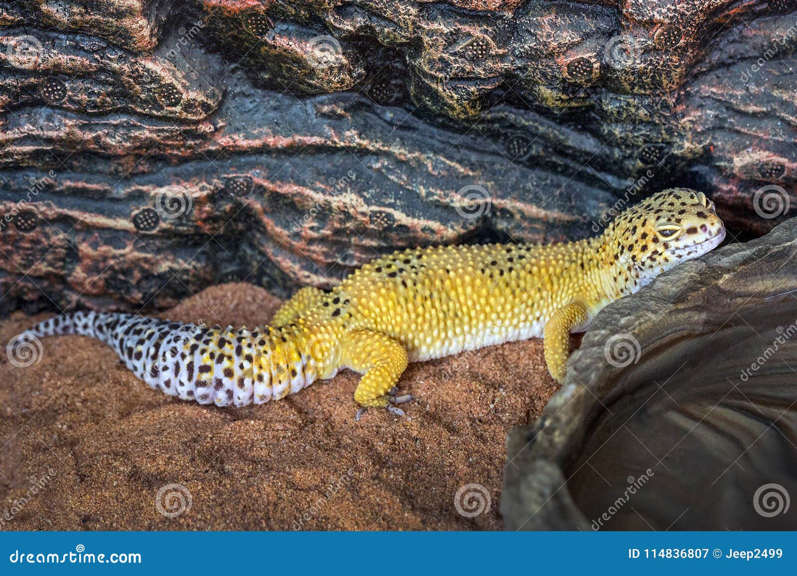 Colorful and Patterns of Leopard Gecko. Stock Image Image of reptile