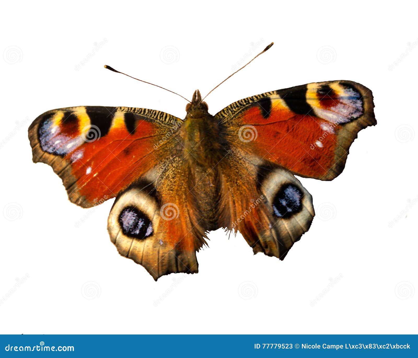 Colorful peacock butterfly stock image. Image of nature - 77779523