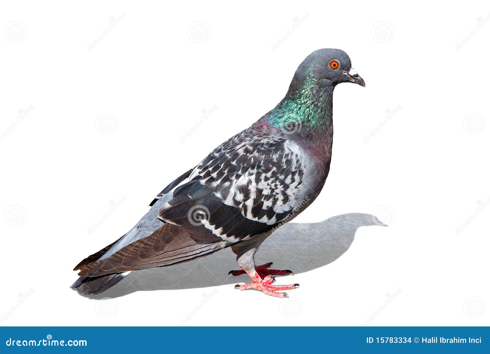 colorful pigeon - clipping path