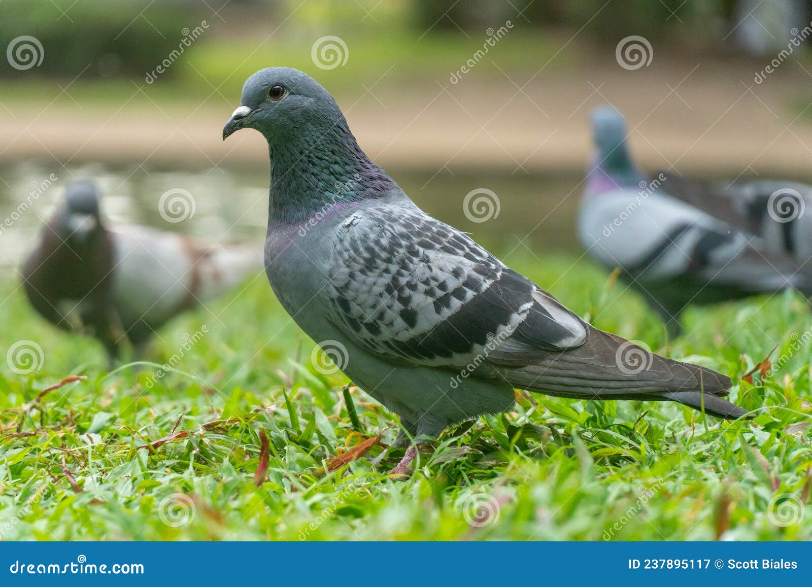 Colorful Pigeons Playing in Grass in Thailand Stock Image Image of