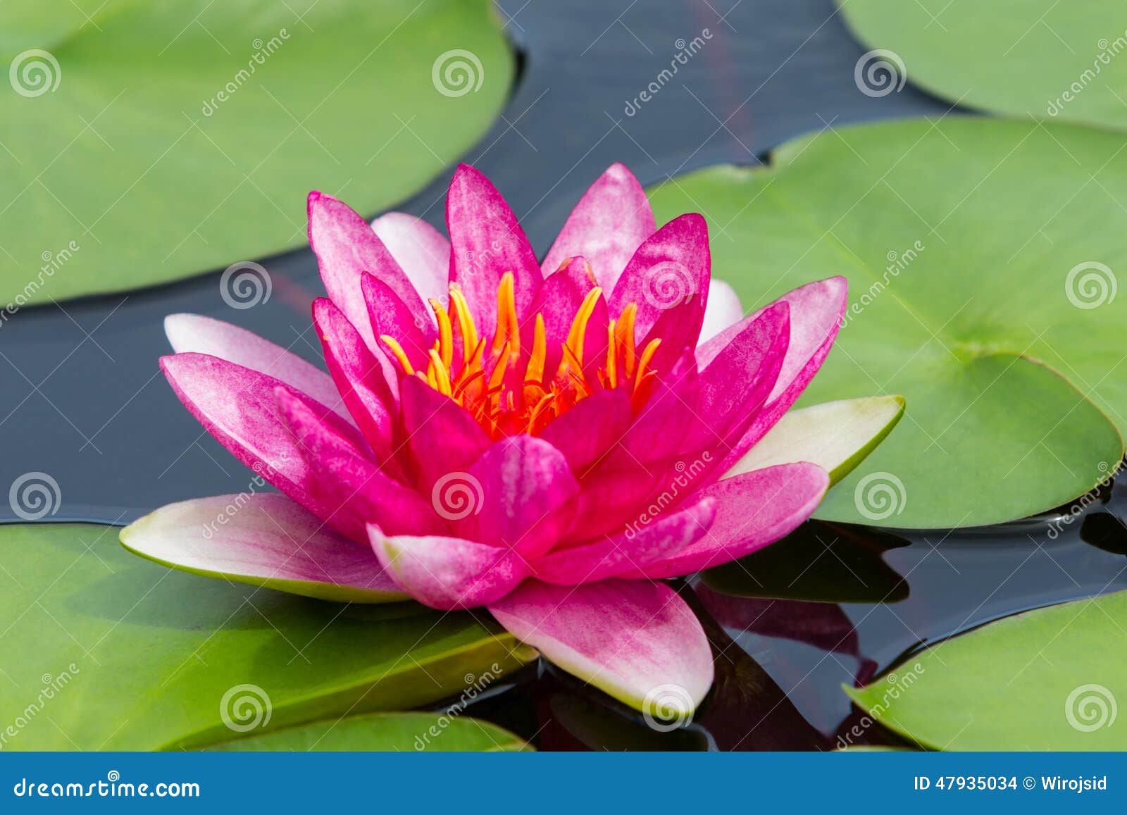 colorful pink water lilly (yuh ling)