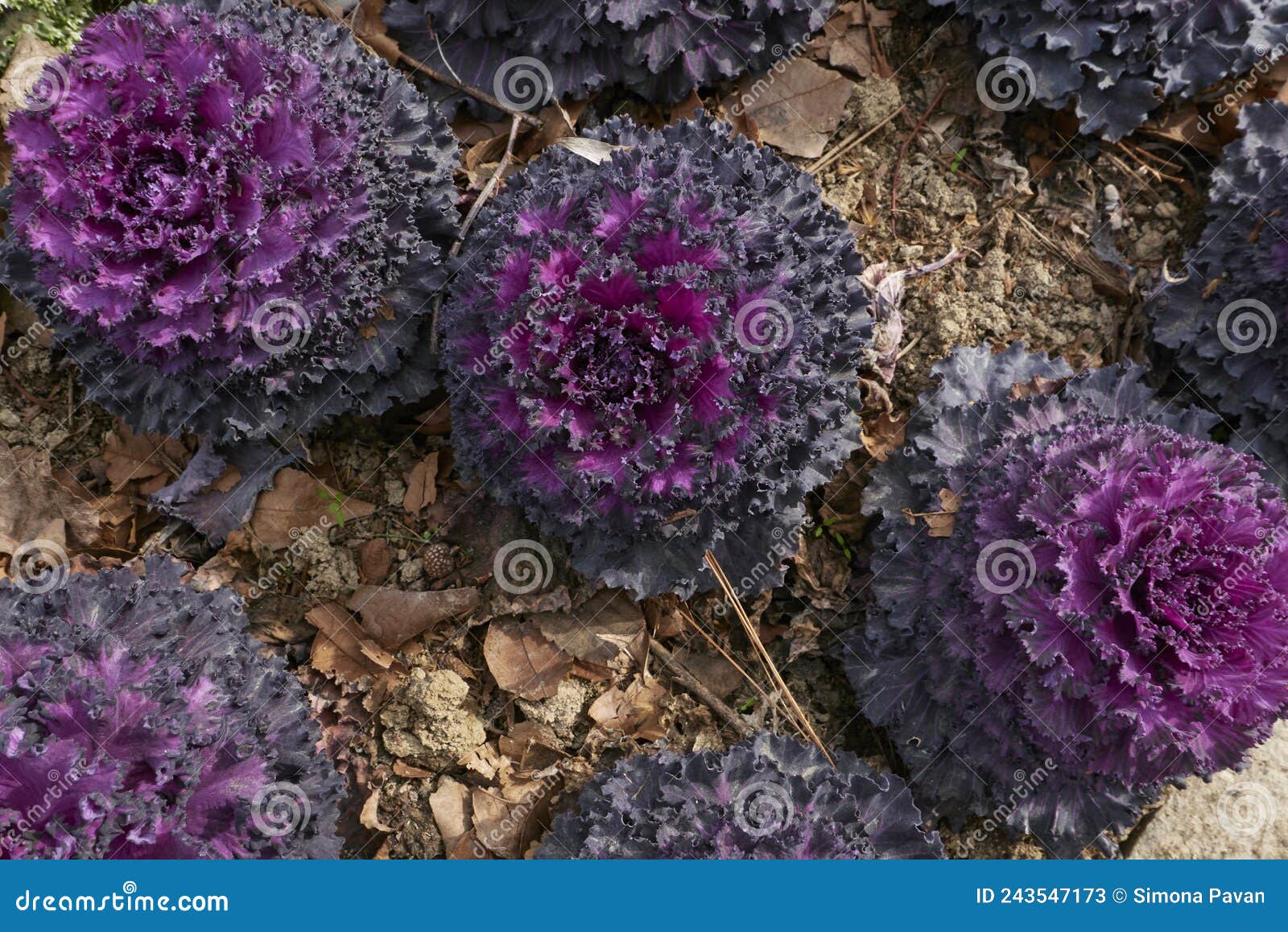 Brassica Oleracea Acephala Plants Stock Image Image of background