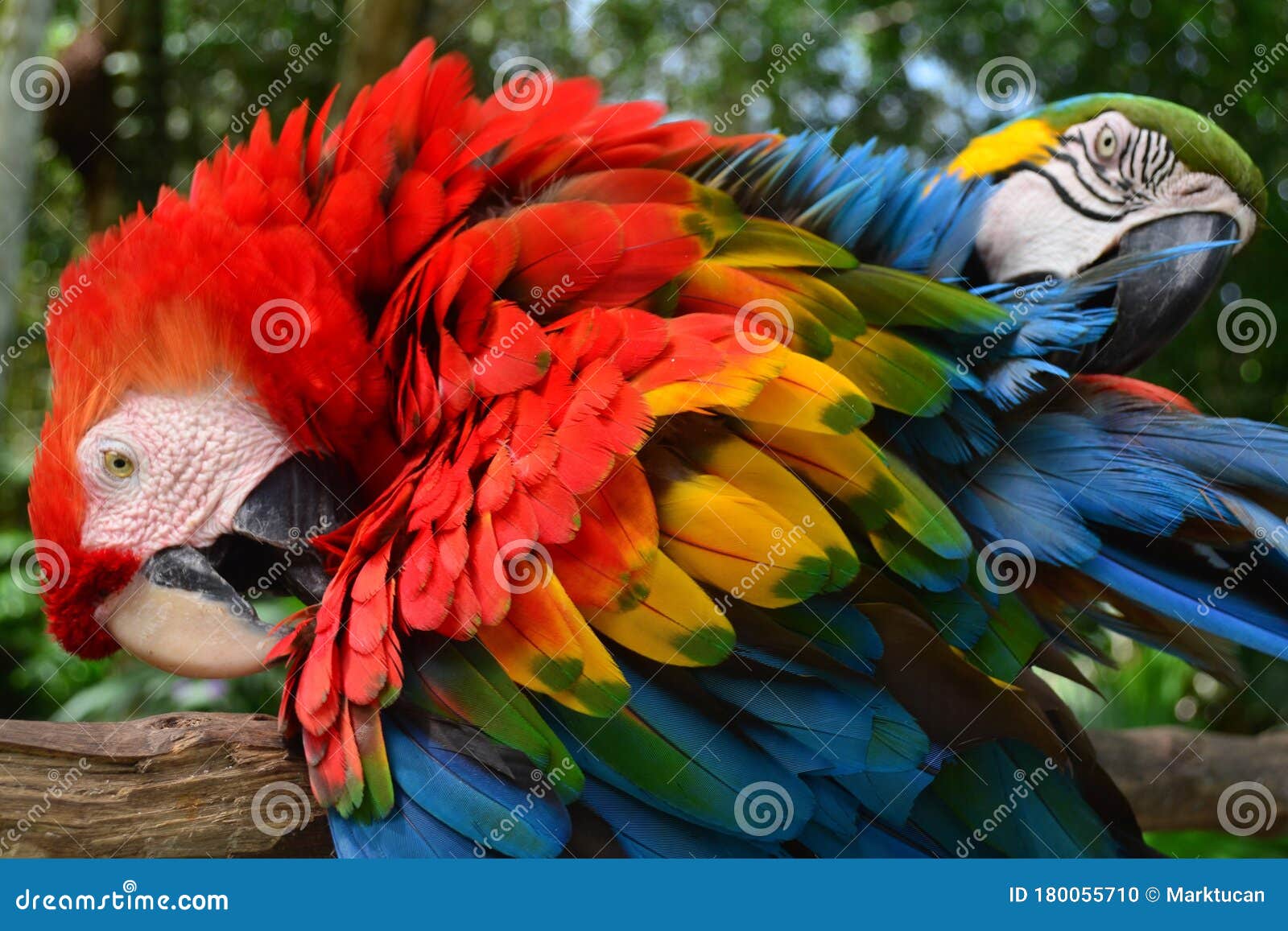 6 677 Macaw Amazon Photos Free Royalty Free Stock Photos From Dreamstime