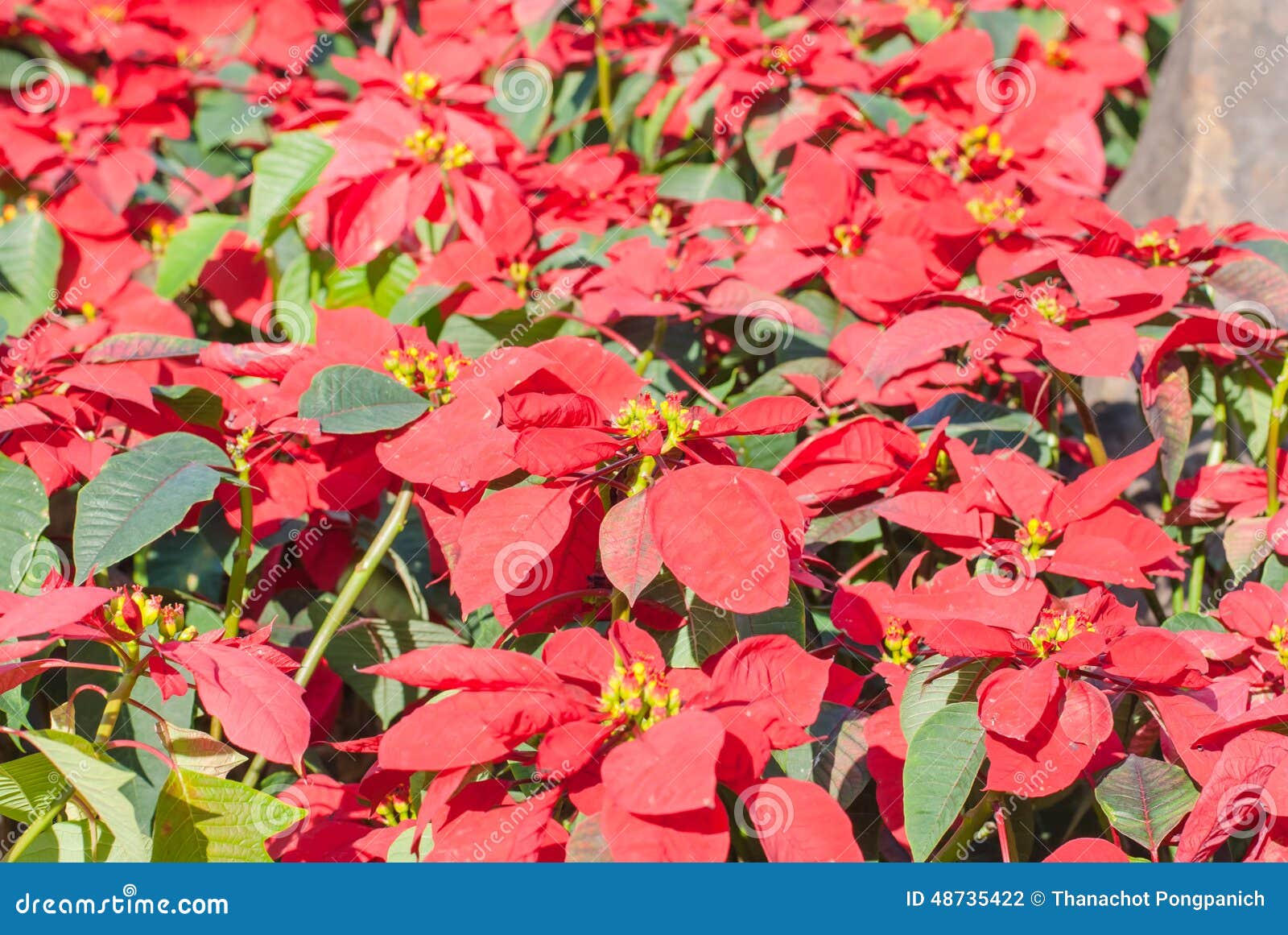 colorful poinsettia flower