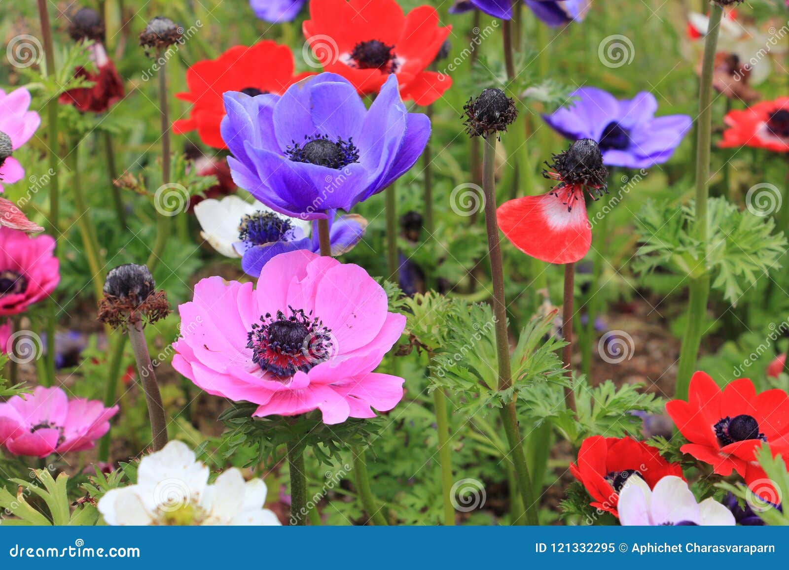 colorful poppy anemone flower anemone coronaria