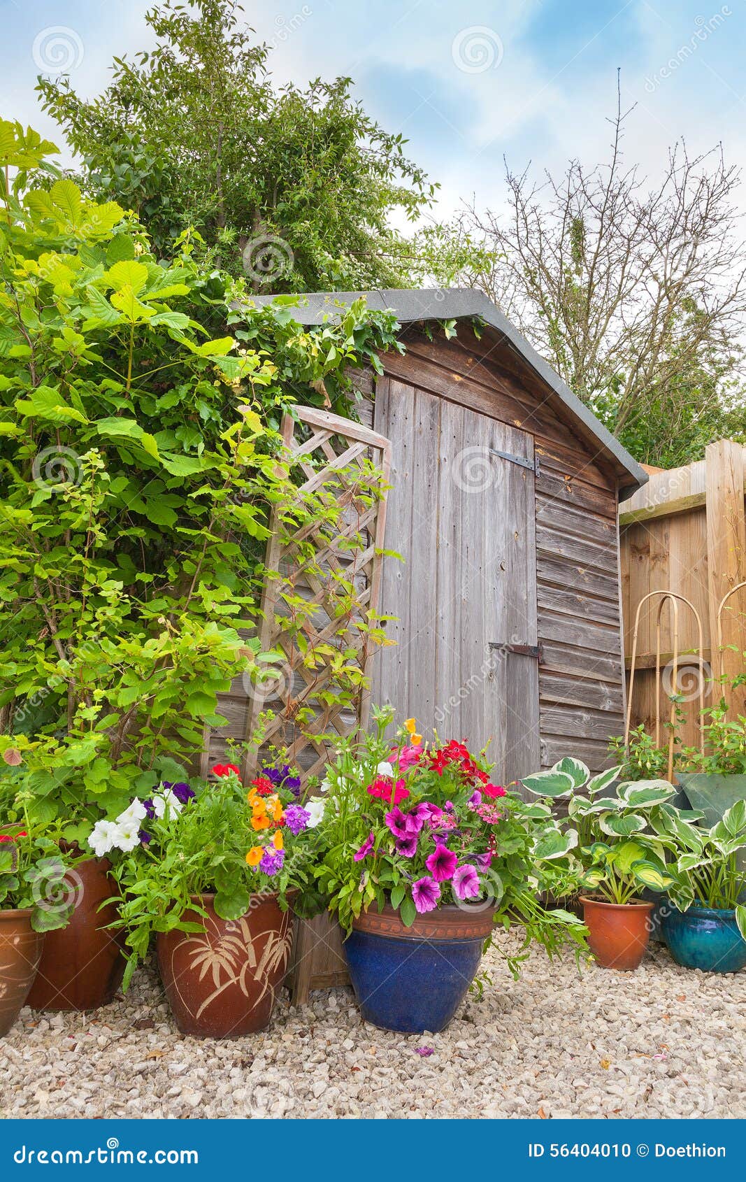 Colorful Potted Plants Hiding A Garden Shed. Stock Photo ...