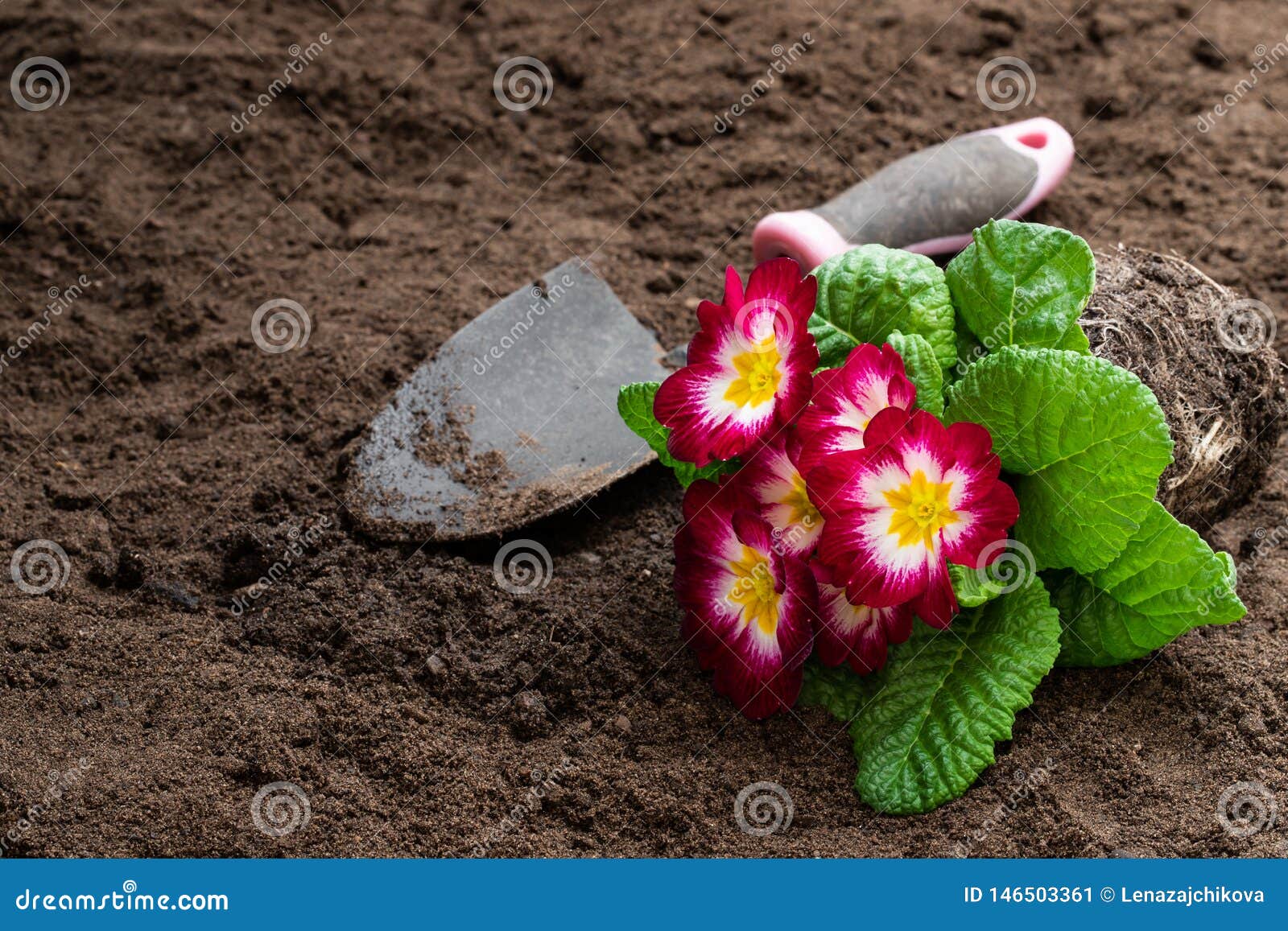 Colorful Primulas Flower on Soil. Ready for Planting Stock Image