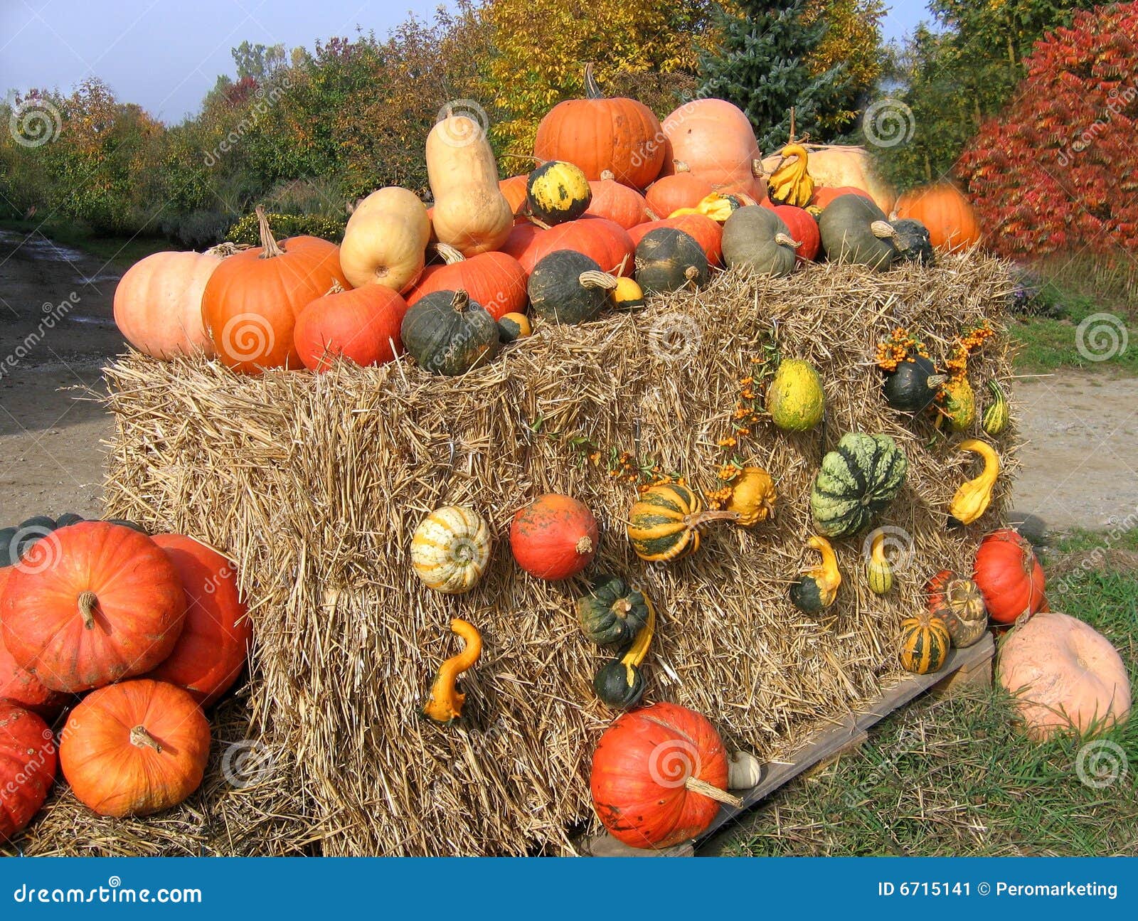 Colorful Pumpkins on Hay Bale Stock Image Image of colorful, pumpkins