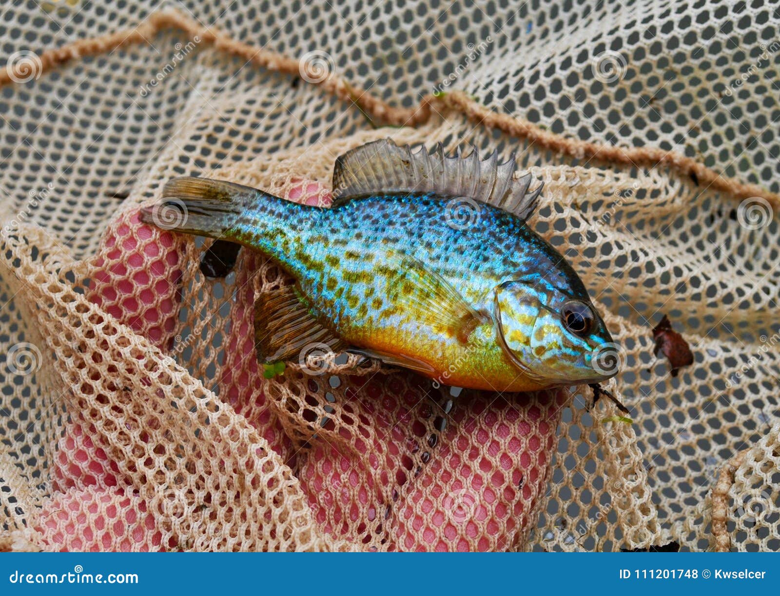 Colorful Pumpkinseed Sunfish in a Fish Net Stock Photo - Image of