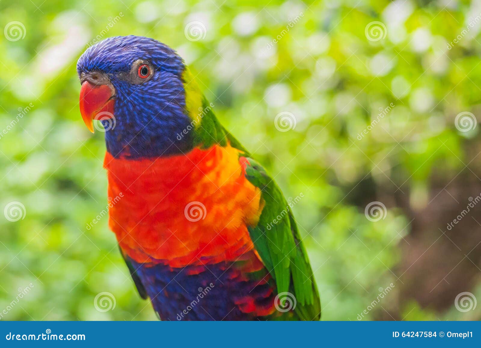 Colorful rainbow lory stock photo. Image of green, bird 64247584