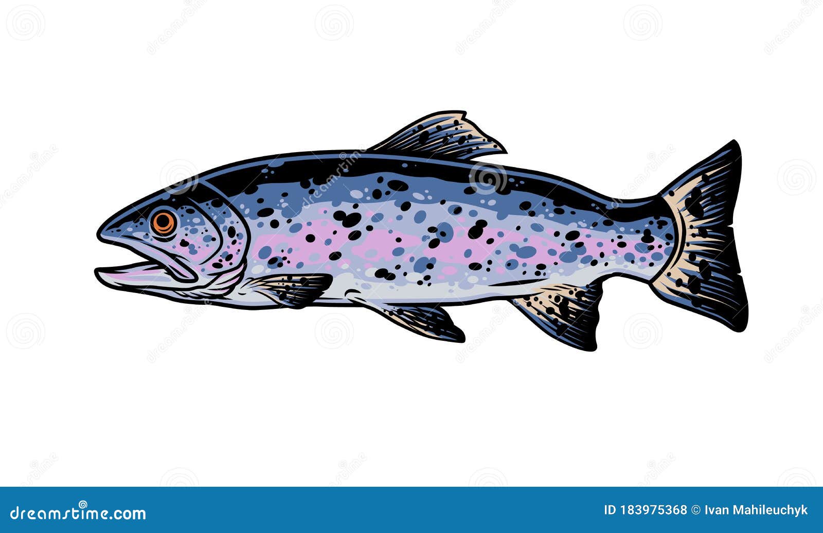 Colorful Rainbow Trout Fish Stock Vector - Illustration of concept