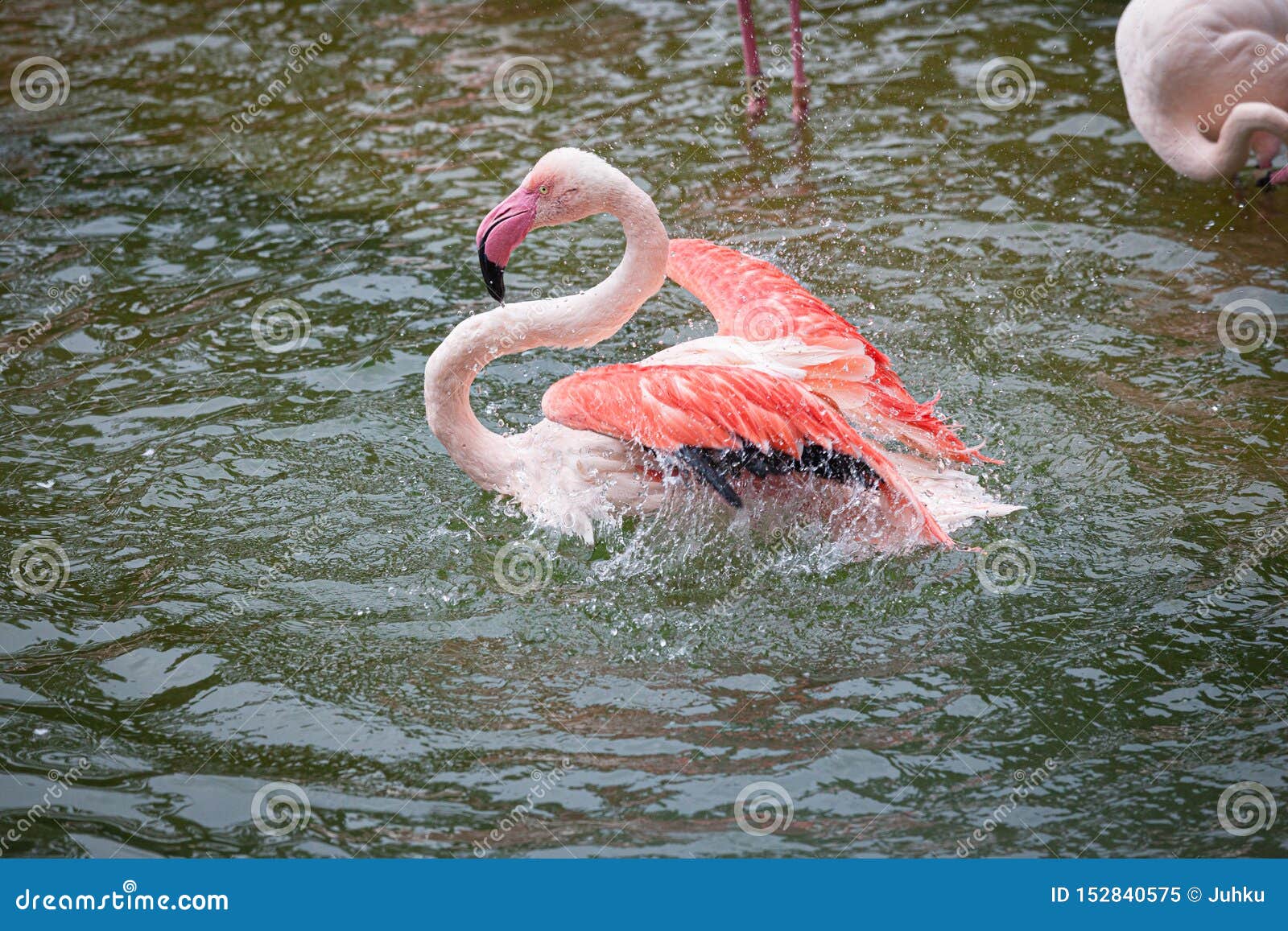 Colorful Red Flamingo Taking a Bath Stock Image Image of splash, bird