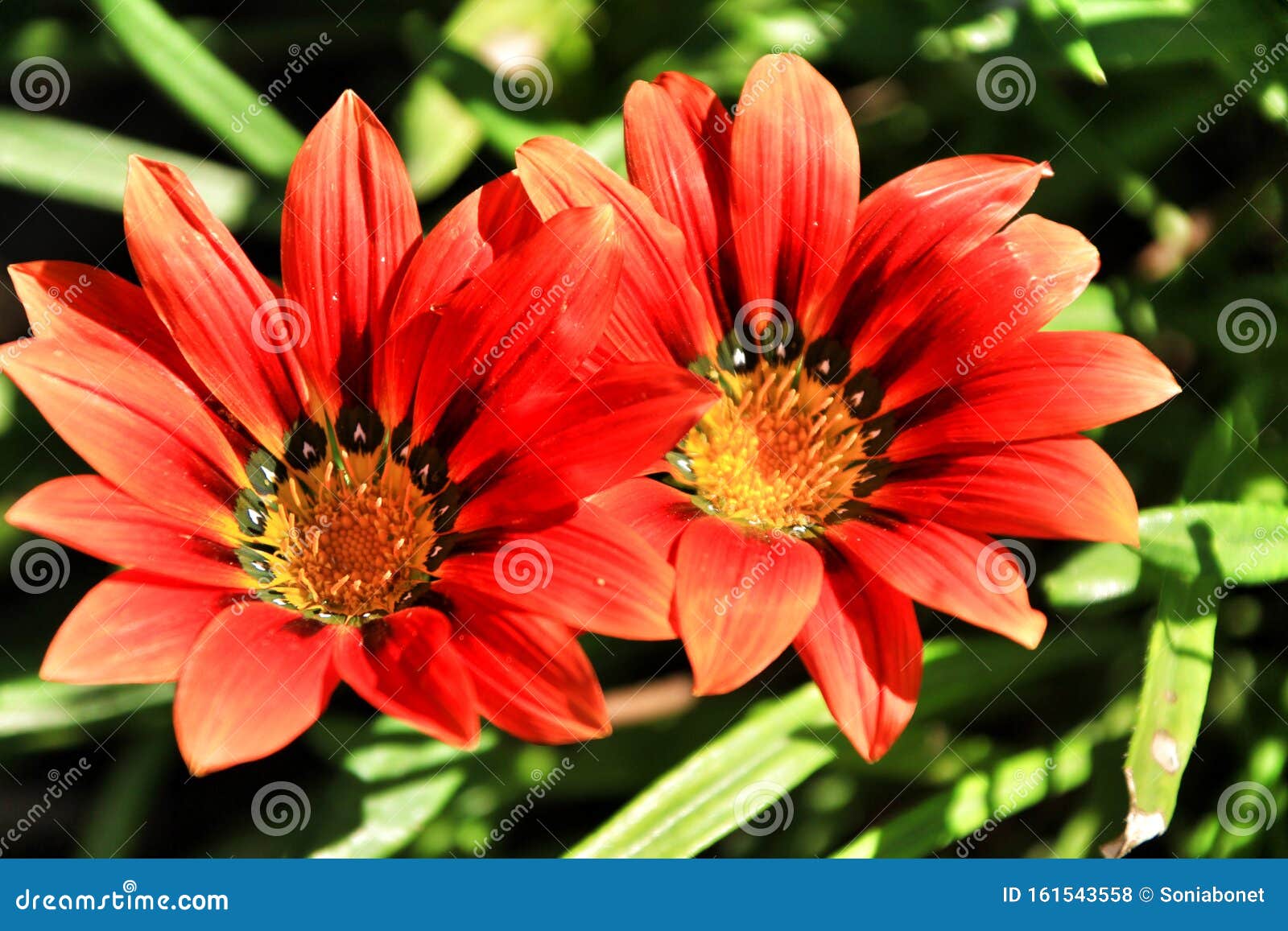 Colorful Red Gazania Flower In The Garden Stock Photo Image Of Sunny Single 161543558