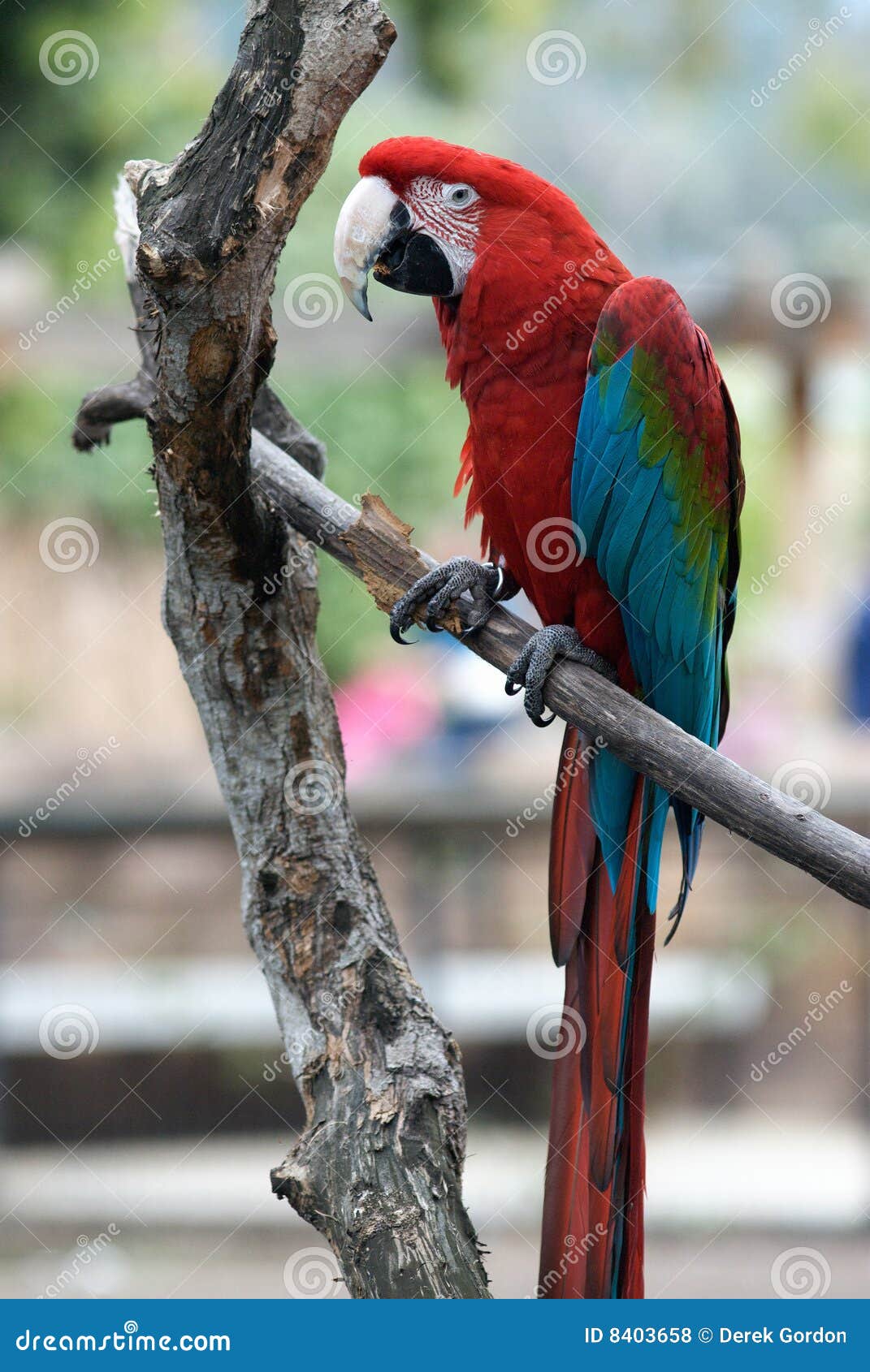Colorful Red Parrot on Branch Stock Photo Image of park, parrot 8403658