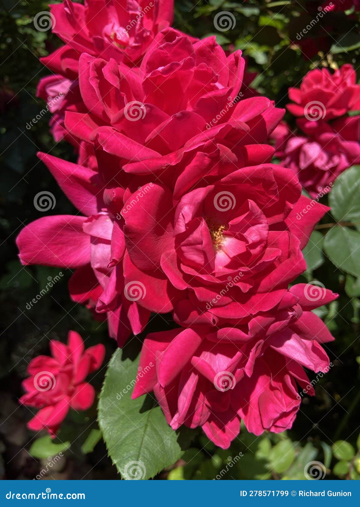 Colorful Red Roses in the Sunlight in Spring in May Stock Image Image
