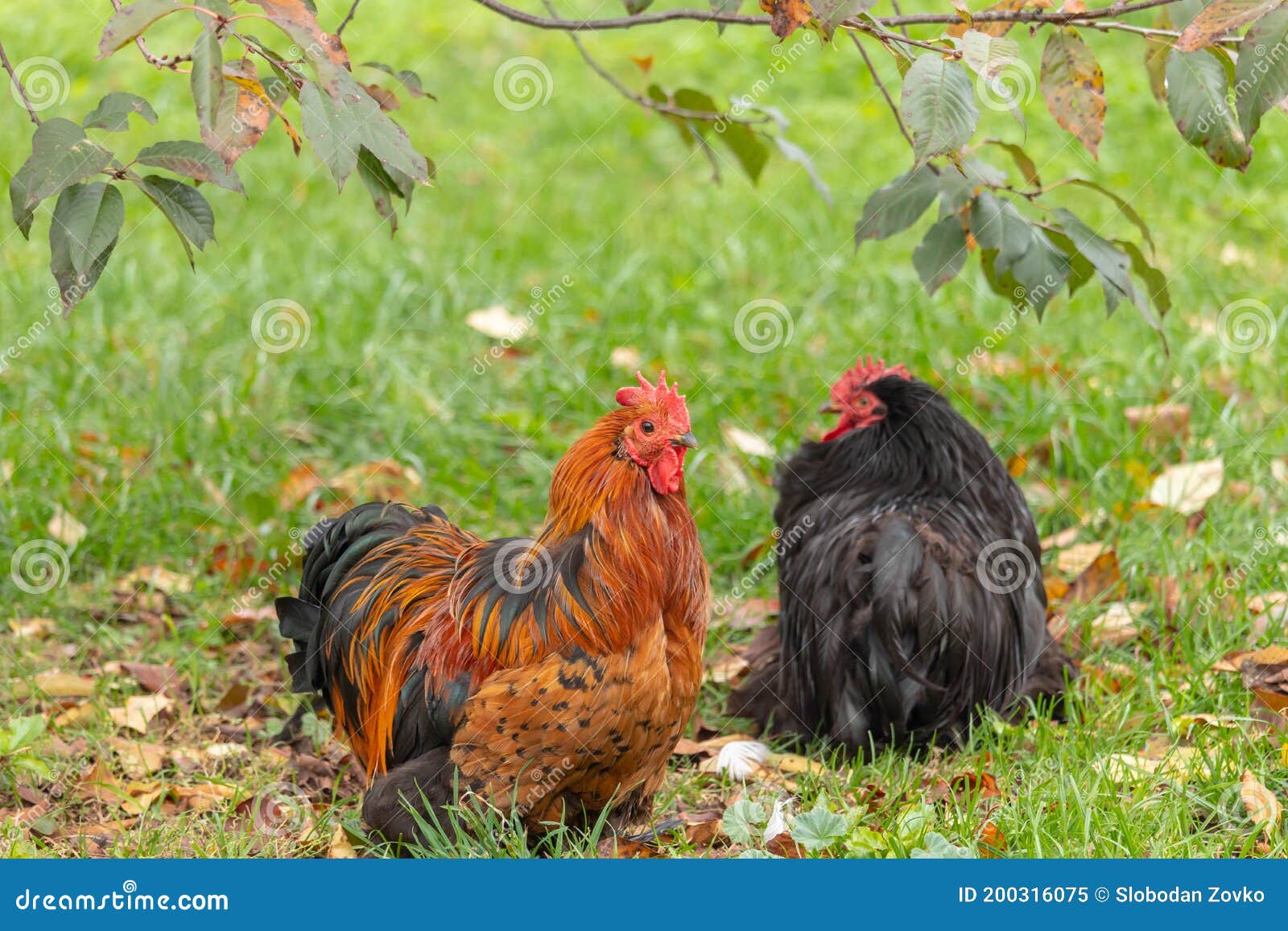 a colorful rooster and black rooster in the grass