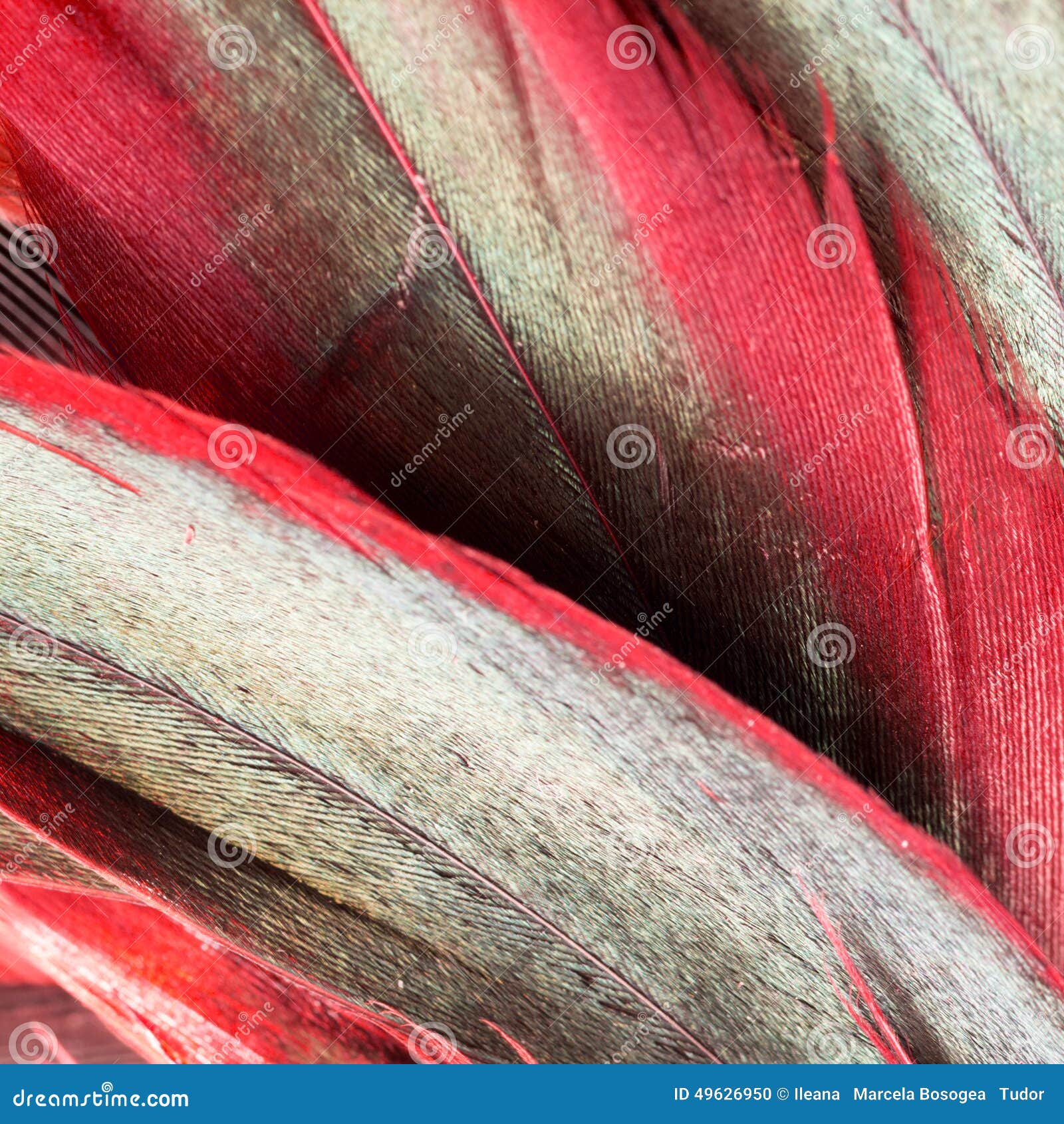 Colorful Rooster Feather with Details Stock Photo Image of bird