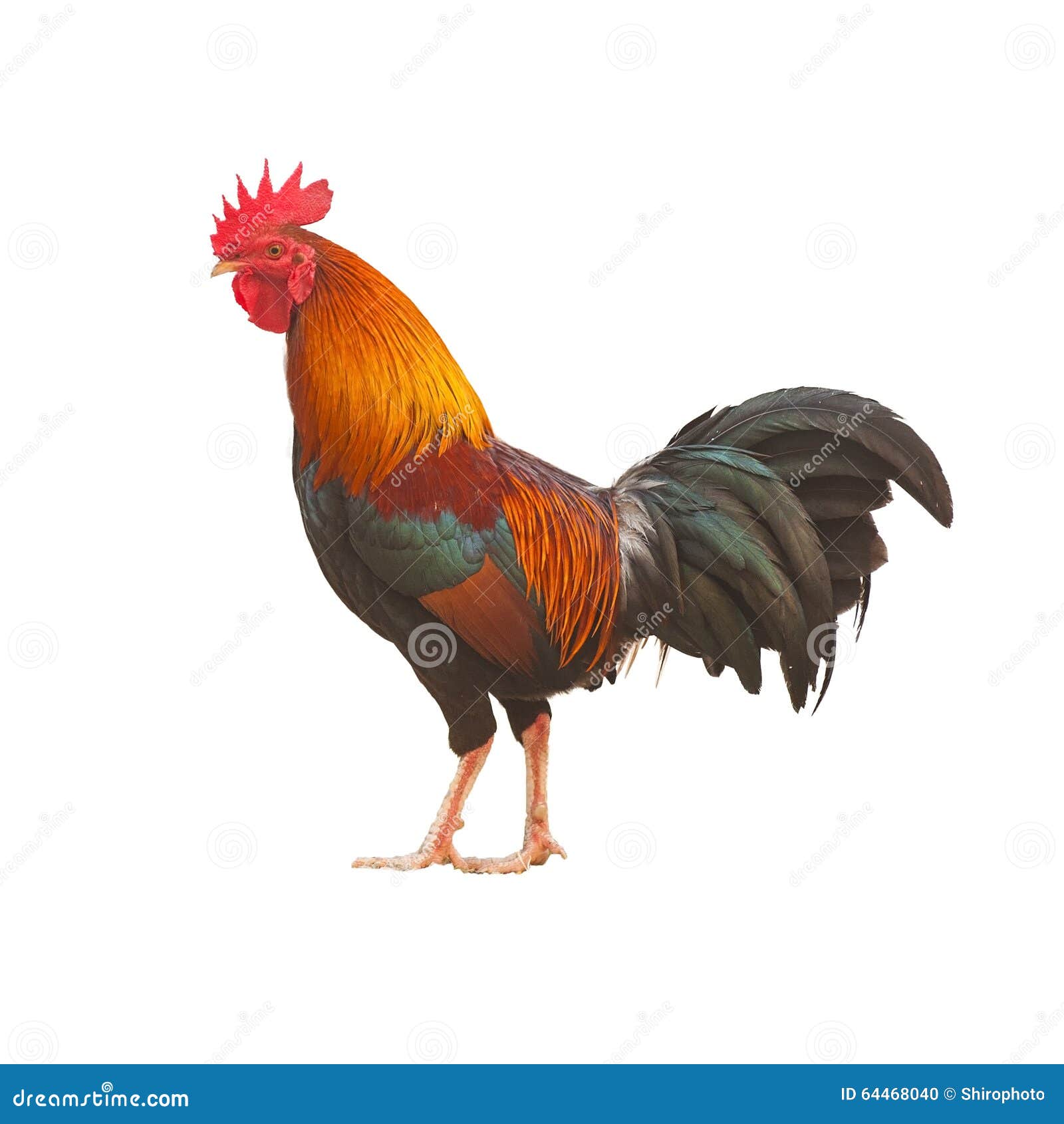 colorful rooster 