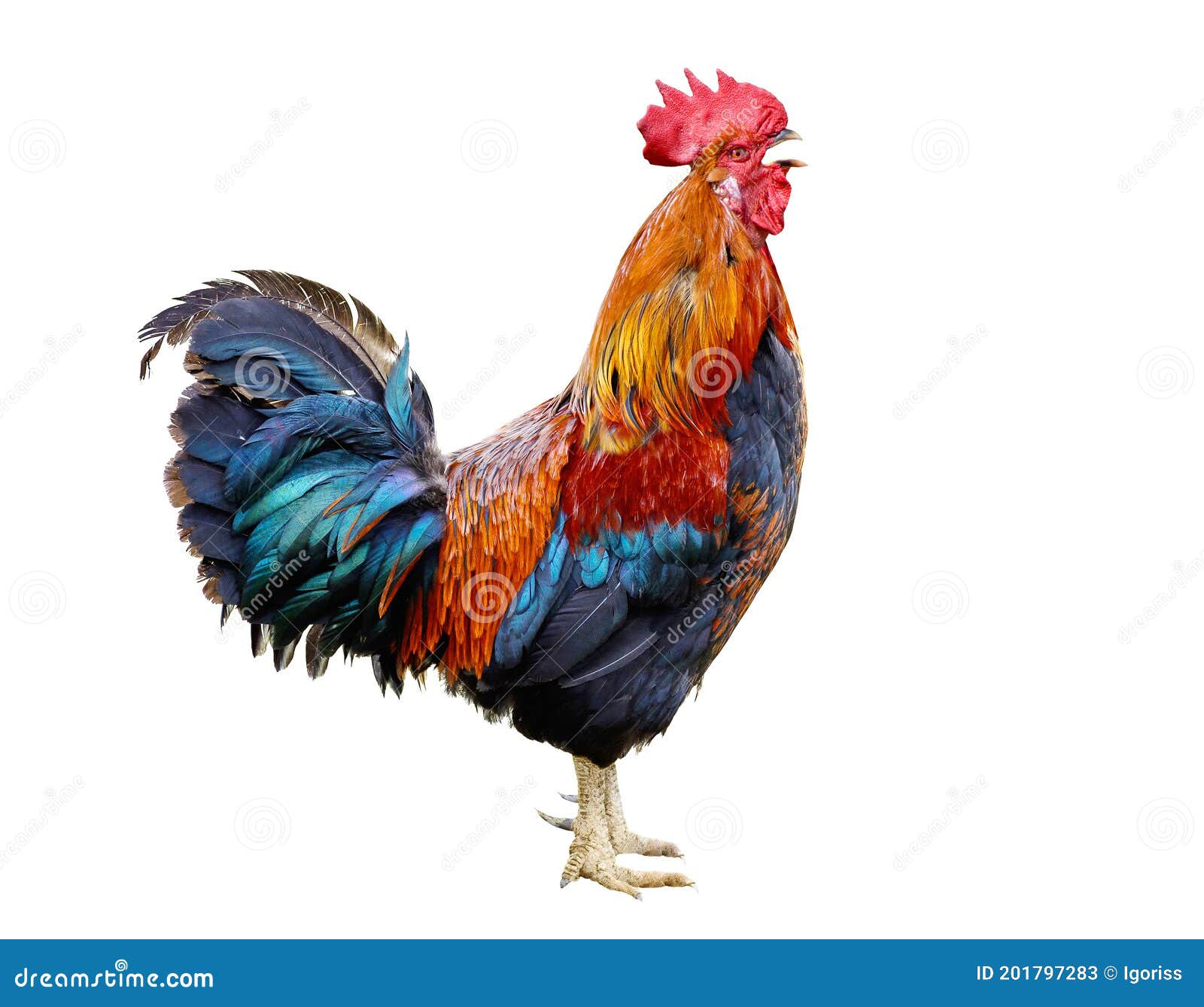 Photo Cock