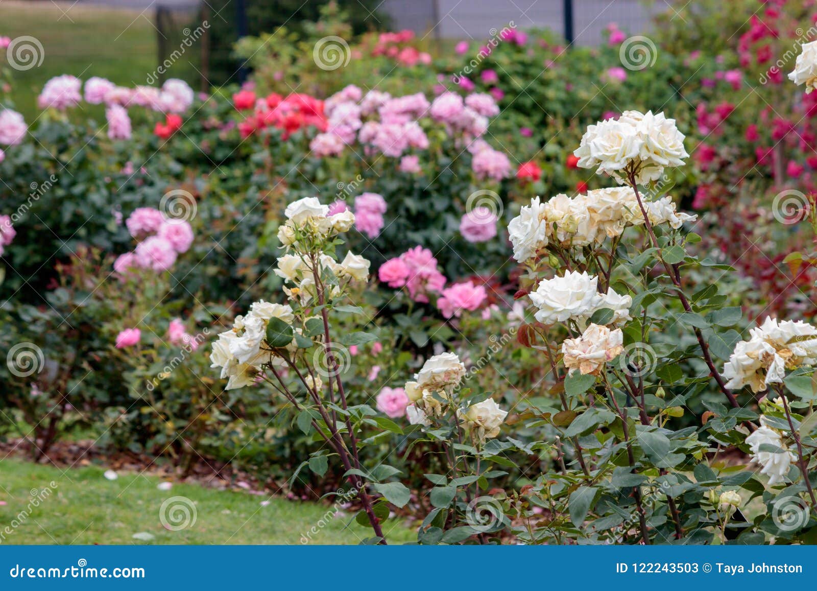 Colorful rose garden stock image. Image of flower, flora 122243503