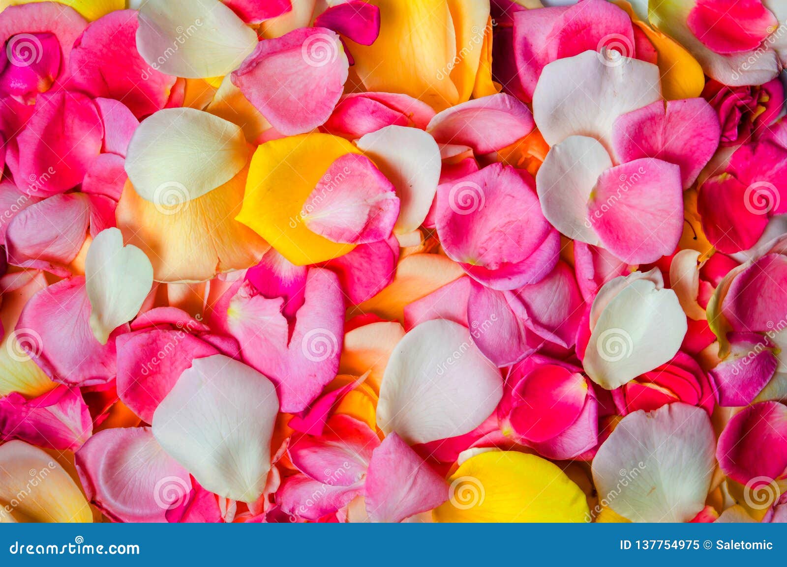 Colorful Rose Petals Background Pattern Stock Image Image Of Petals Colors Colorful Rose Petals Background Pattern Stock Image Image Of Petals Colors
