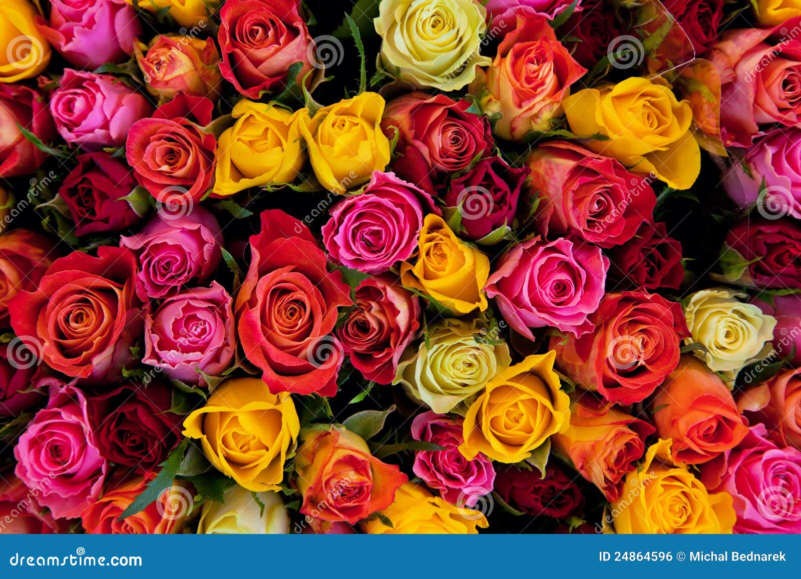 colorful roses background