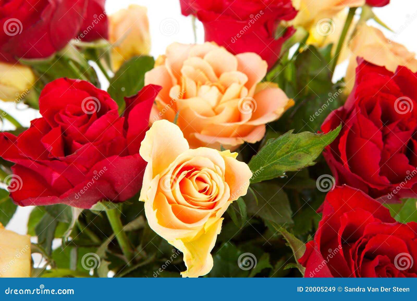 Colorful roses in closeup stock image. Image of petals - 20005249