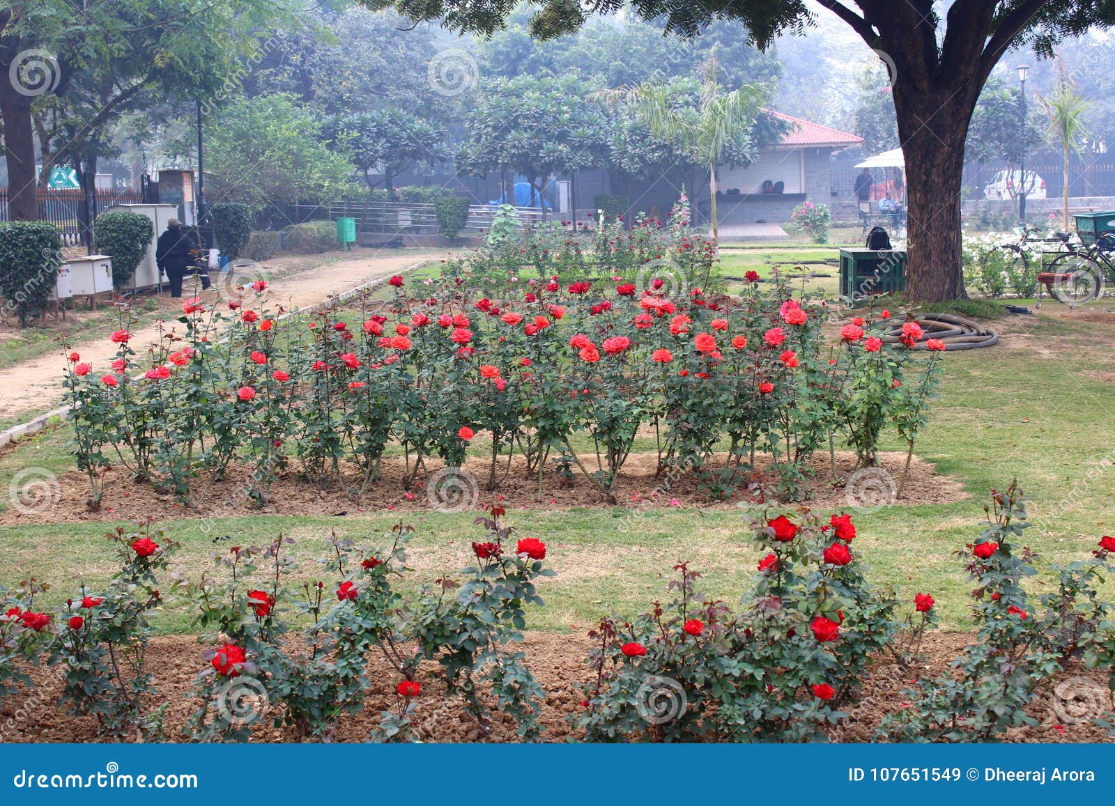 colorful roses in national rose garden, new delhi, india editorial