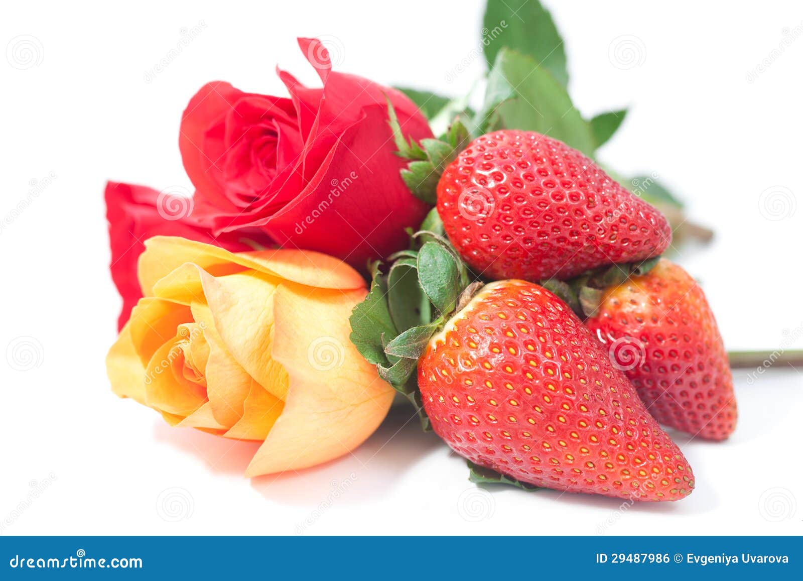 Colorful Roses and Strawberry on White Stock Photo Image of macro