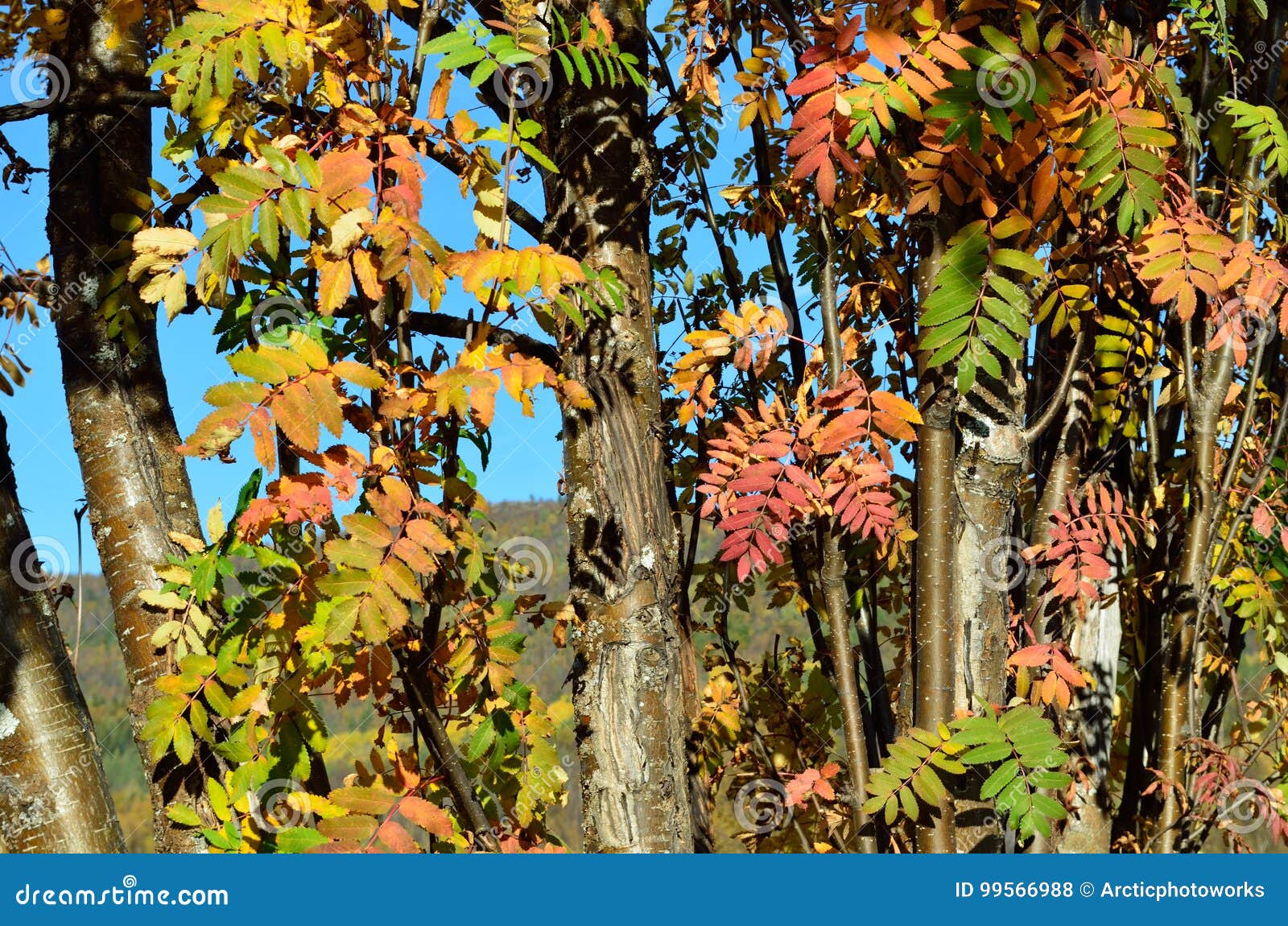 Colorful rowan tree leaves stock photo. Image of branch - 99566988