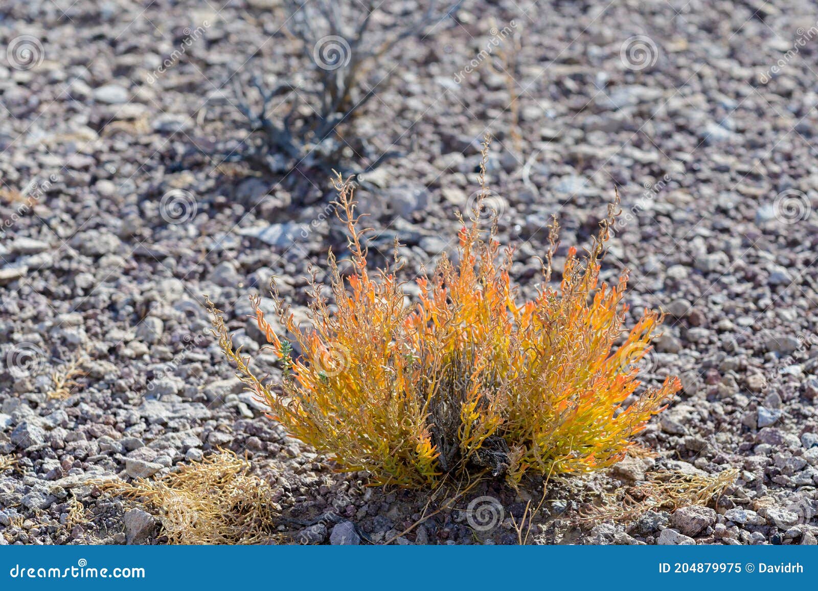 Colorful Sagebrush Grows in the Desert Stock Image Image of pattern