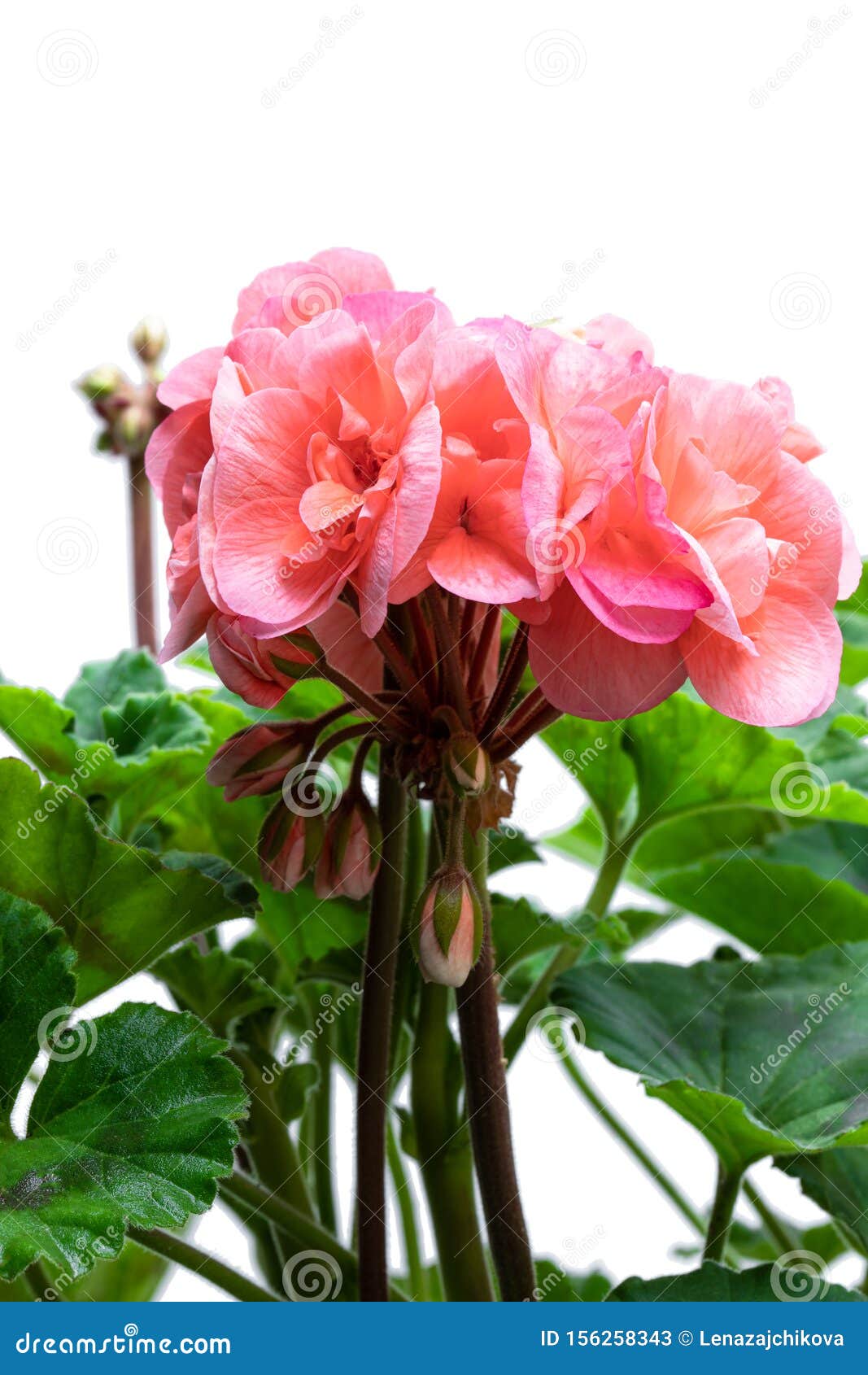 Colorful Salmon Geranium Flower Isolated on White Stock Image Image