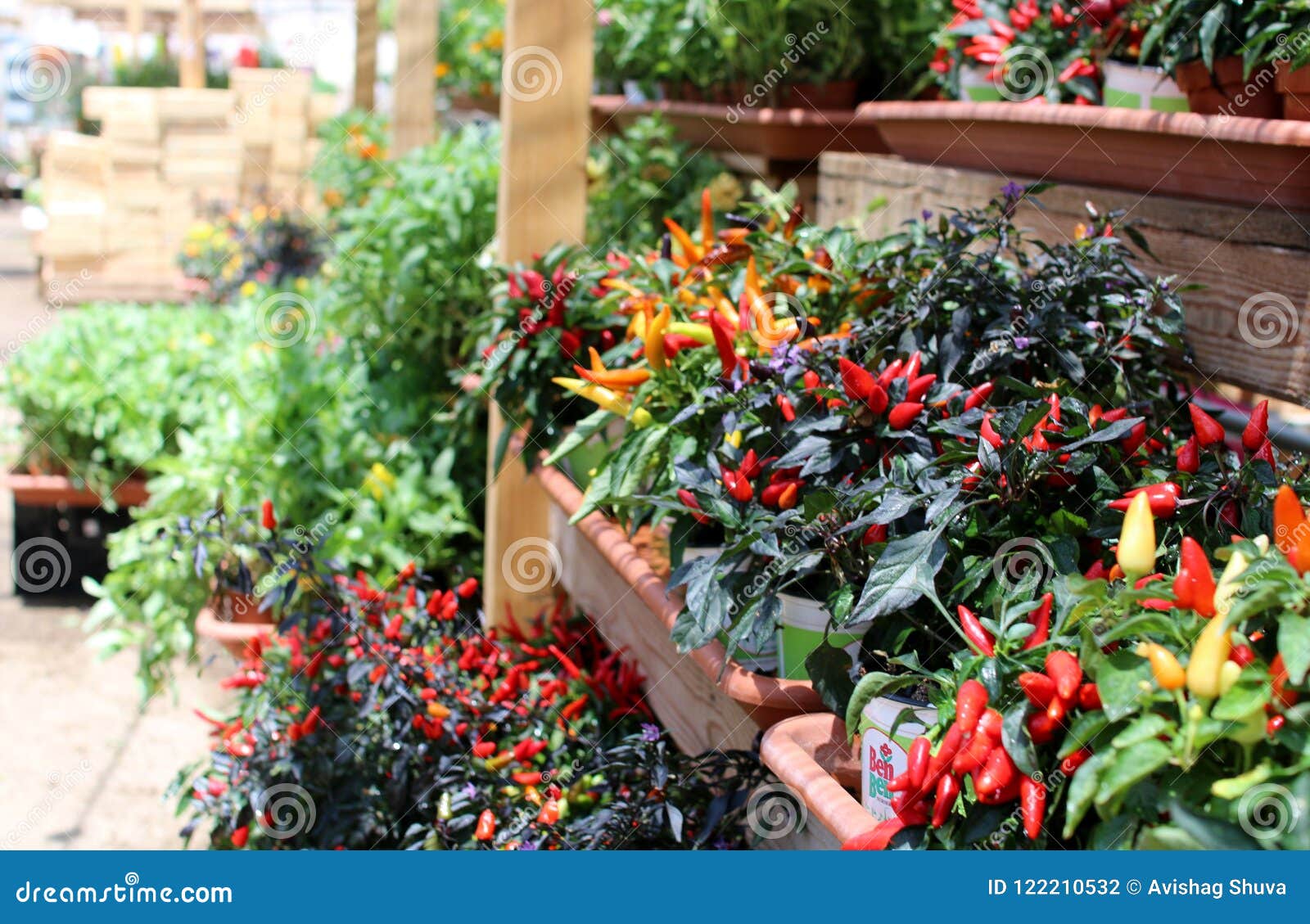 Colorful Seedlings of Peppers in the Nursery Stock Photo Image of sweet, nature 122210532