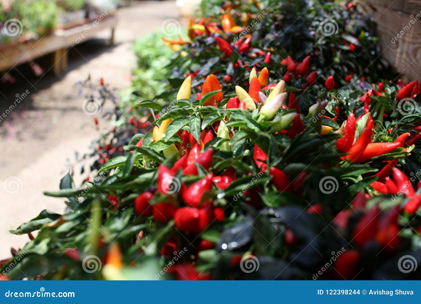 Colorful Seedlings of Peppers in the Nursery Stock Photo Image of ripe, healthy 122398244