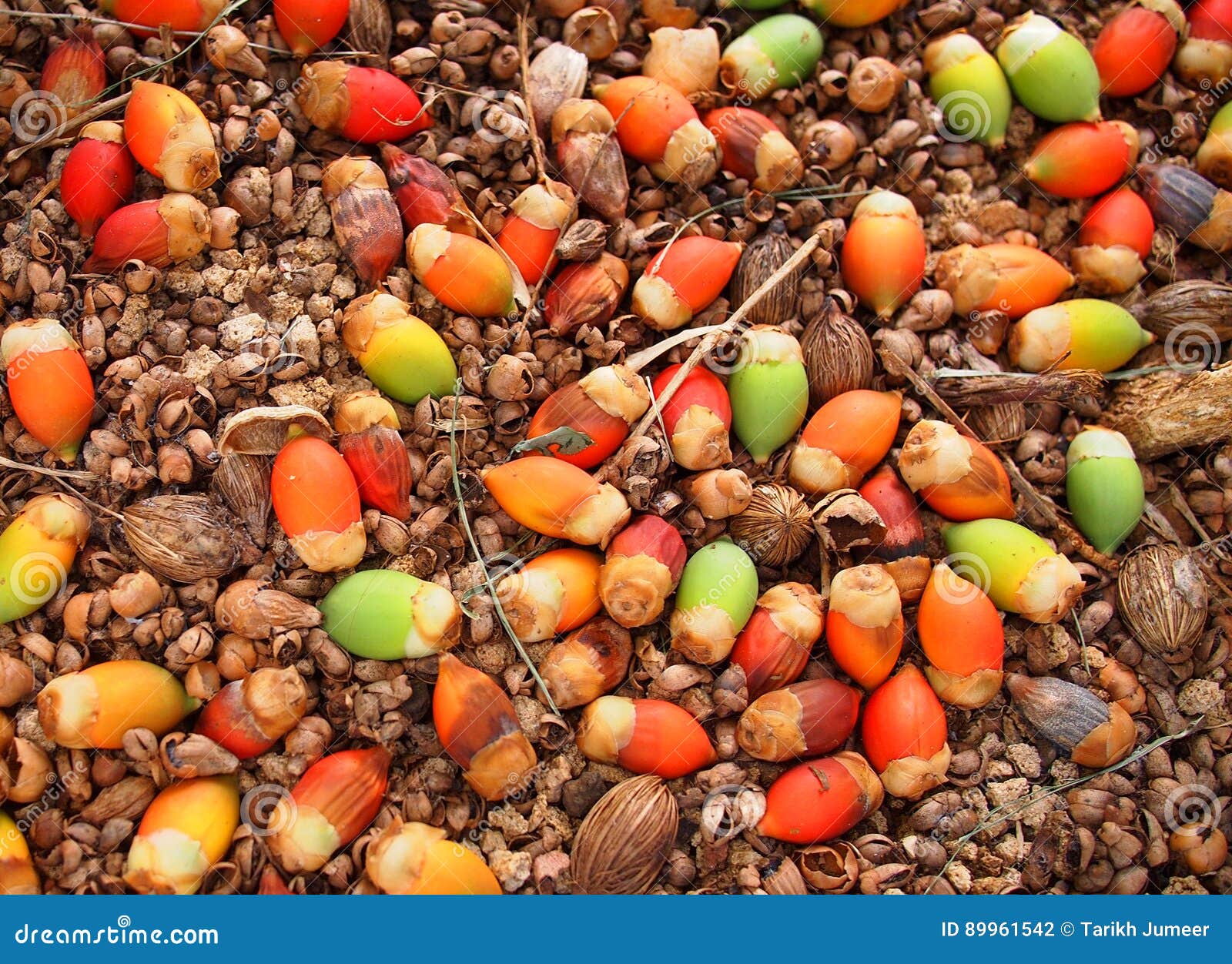 Colorful seeds stock photo. Image of tropical, mauritius 89961542