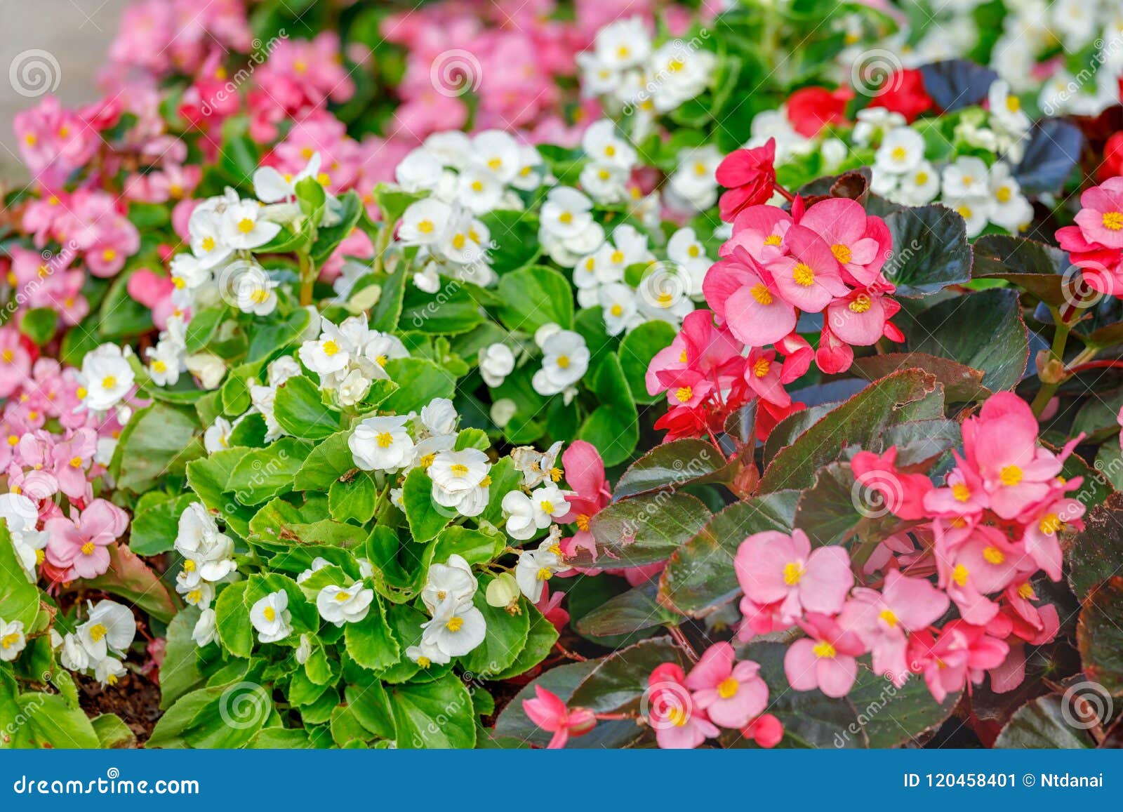 Colorful of Semperflorens Begonia Flower Blossom Stock Image - Image of  leaf, colorful: 120458401