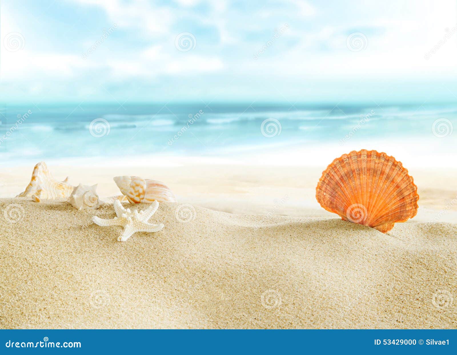 Beach Nature Digital download Photography Digital file Souvenirs of the Sea Sea Side Shells