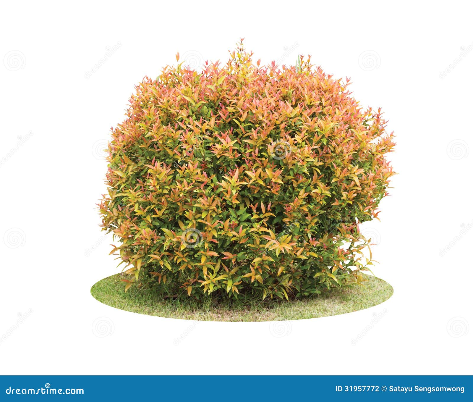 colorful shrub of pigeon berry tree