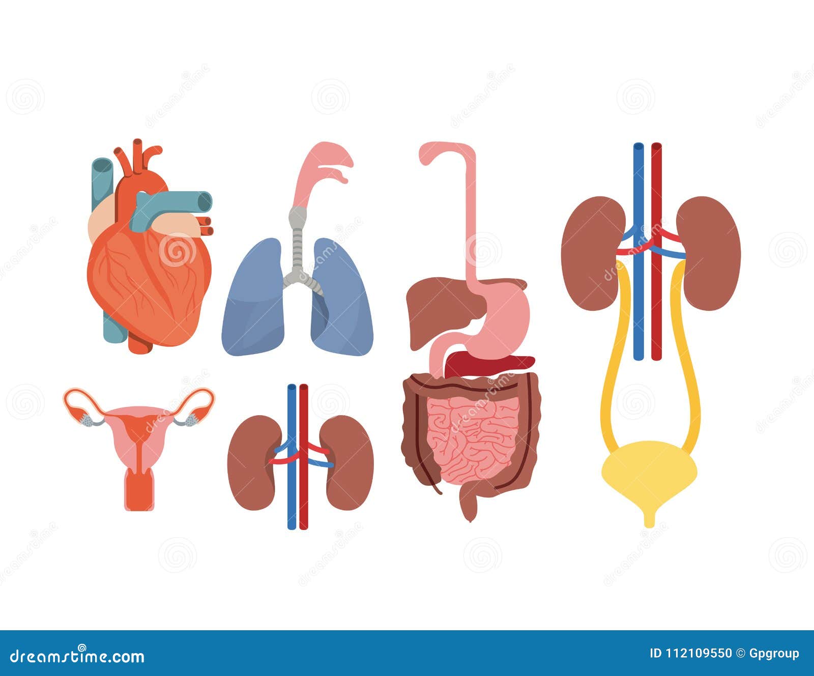 Human Body Systems Stock Illustrations – 1,115 Human Body Systems Stock Illustrations, Vectors & Clipart - Dreamstime Human Body Systems Stock Illustrations – 1,115 Human Body Systems Stock Illustrations, Vectors & Clipart - Dreamstime