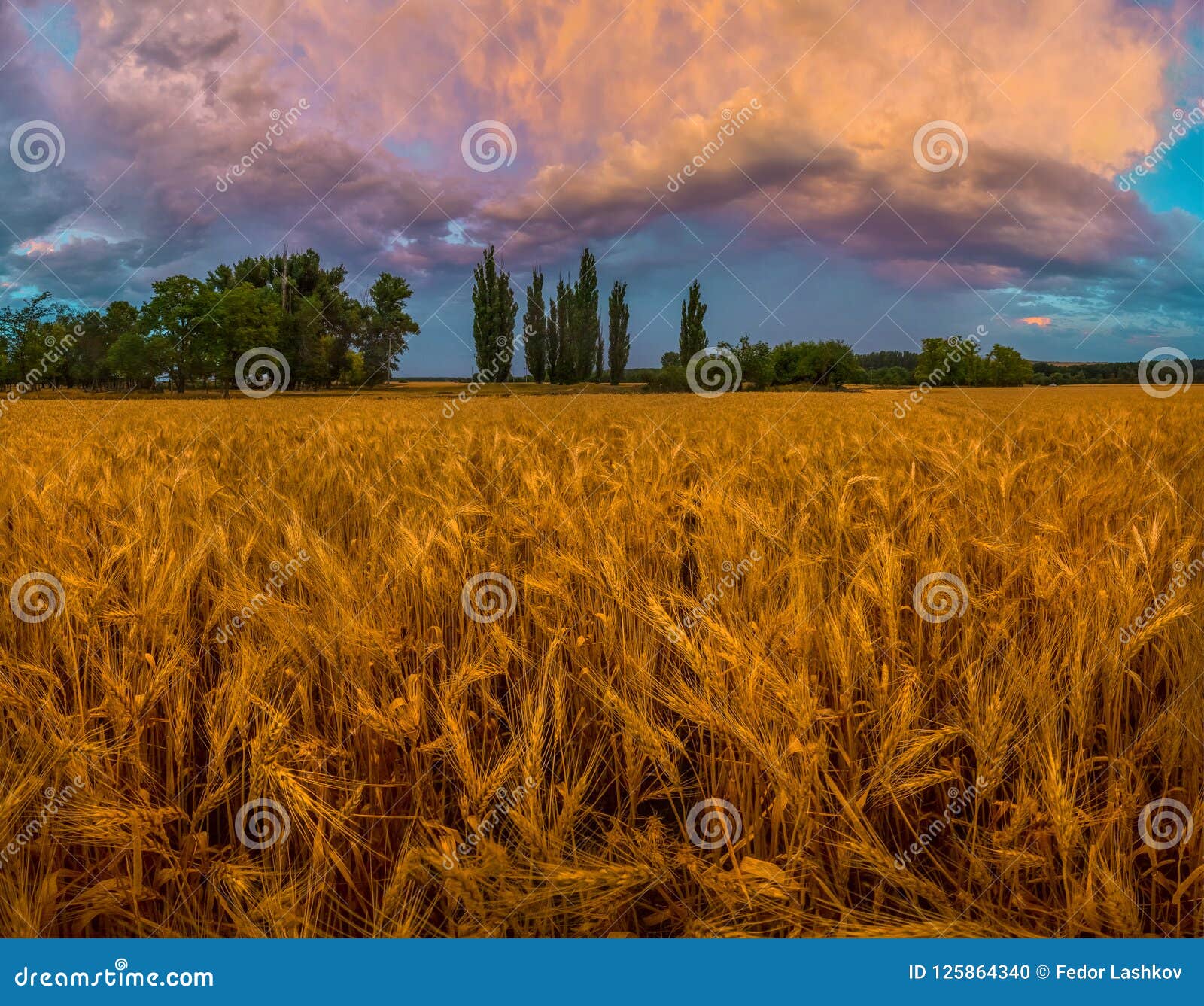 Село пшеничное