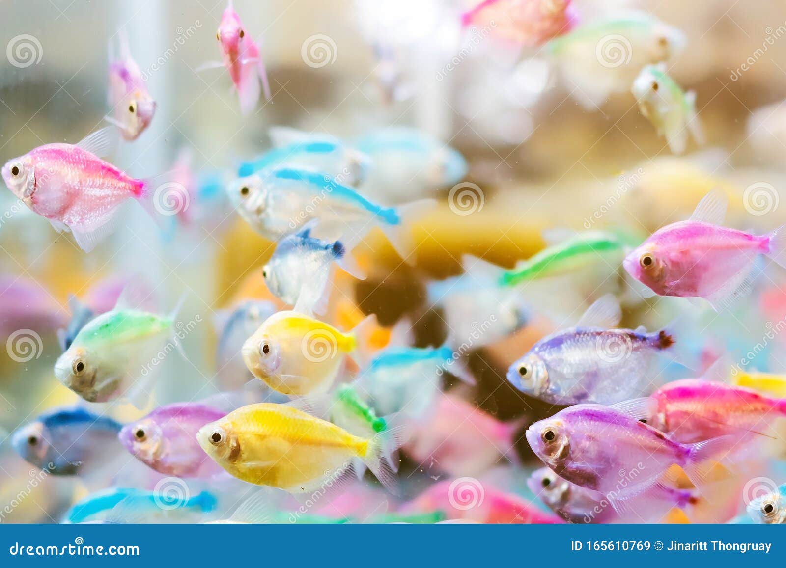 Colorful of Small Fish Blue-banded Whiptail or Science Name