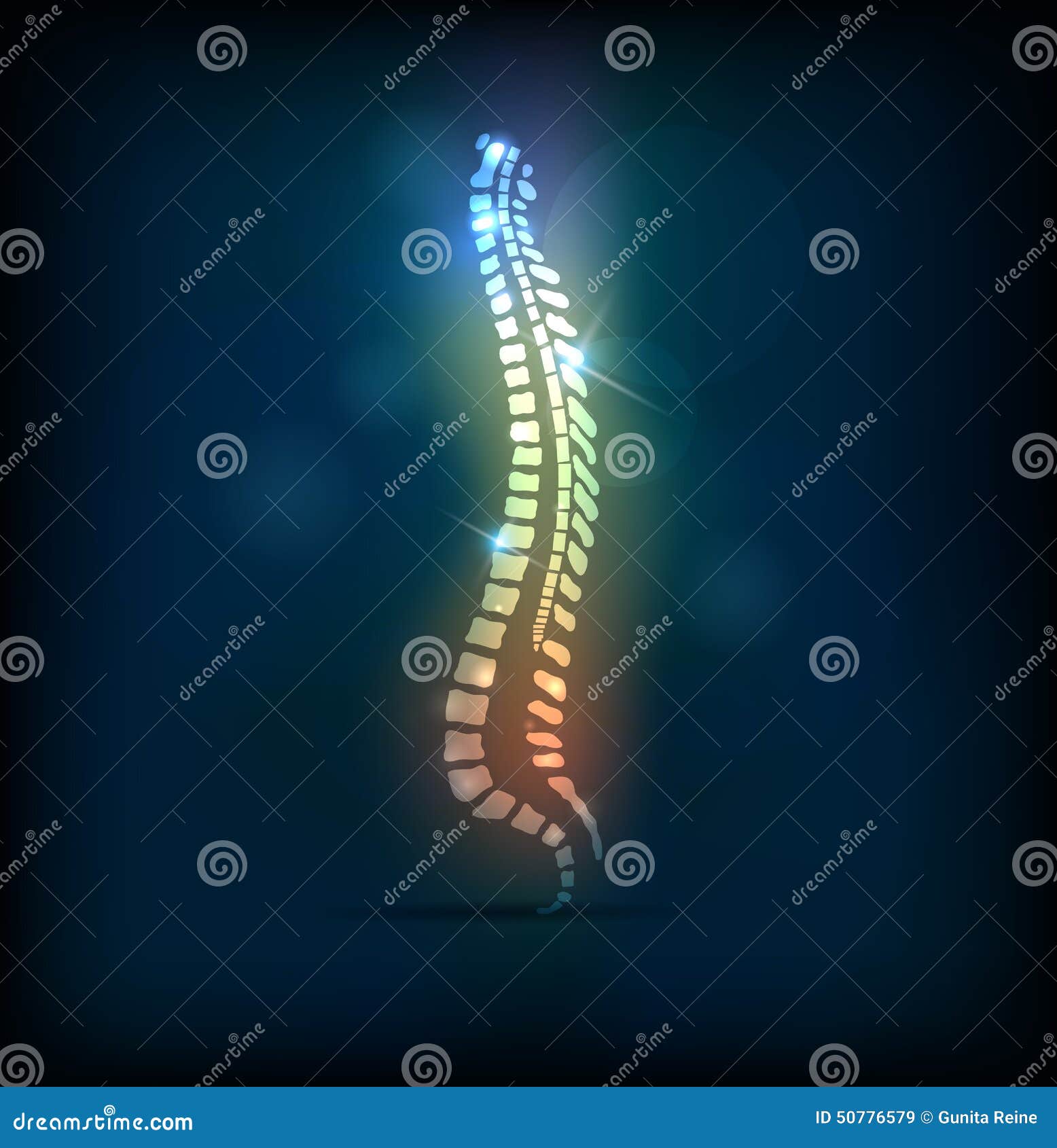 colorful spine vertebral column