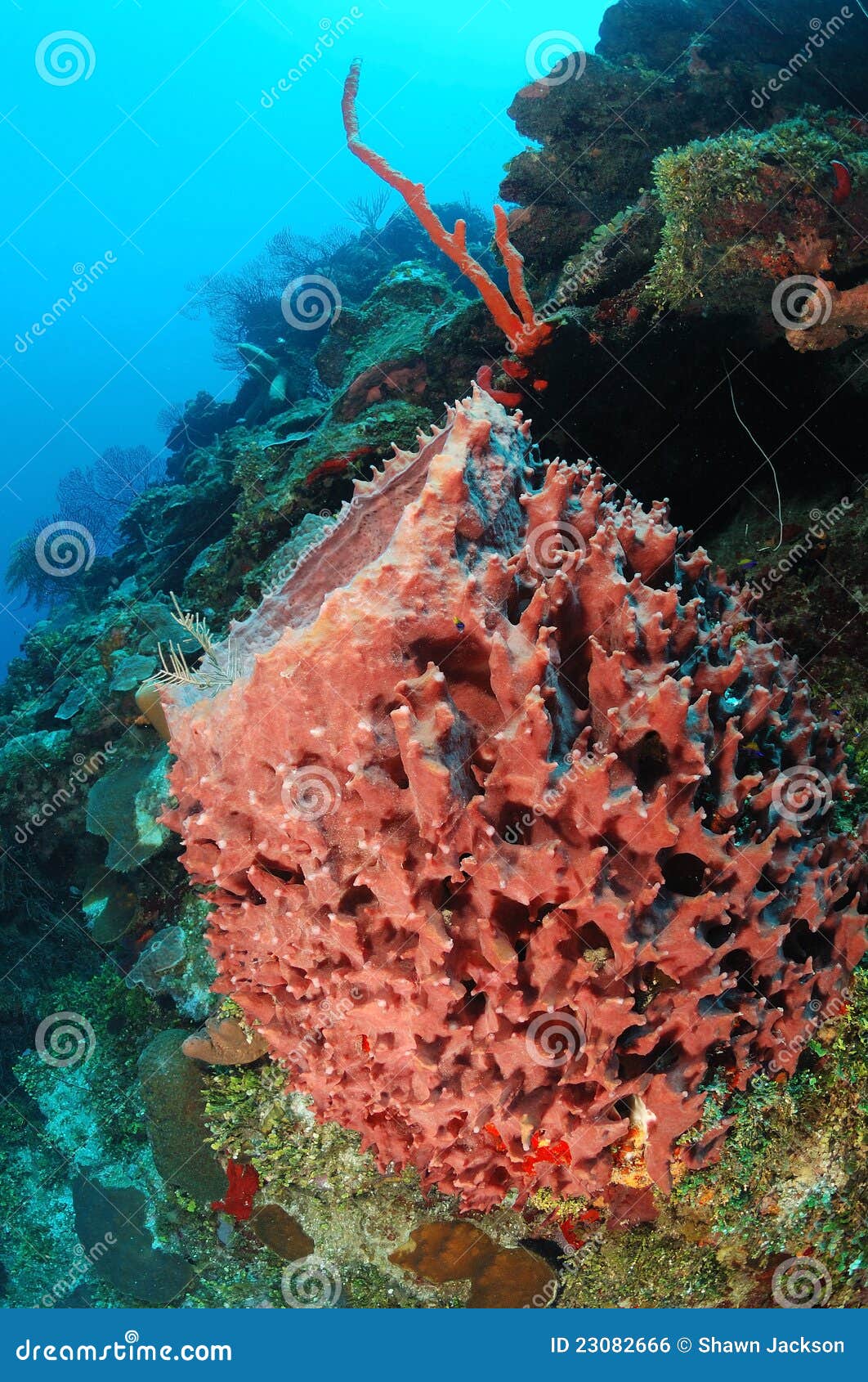 colorful sponge on coral reef