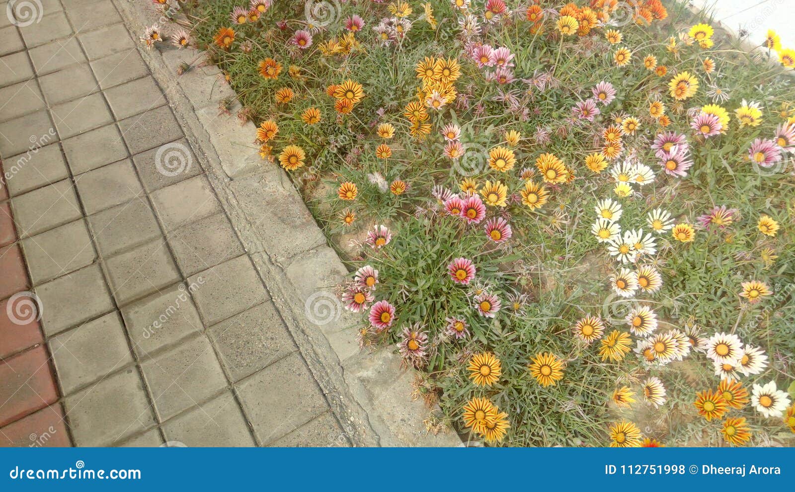 colorful spring flowers and pavement stock photo - image of natural