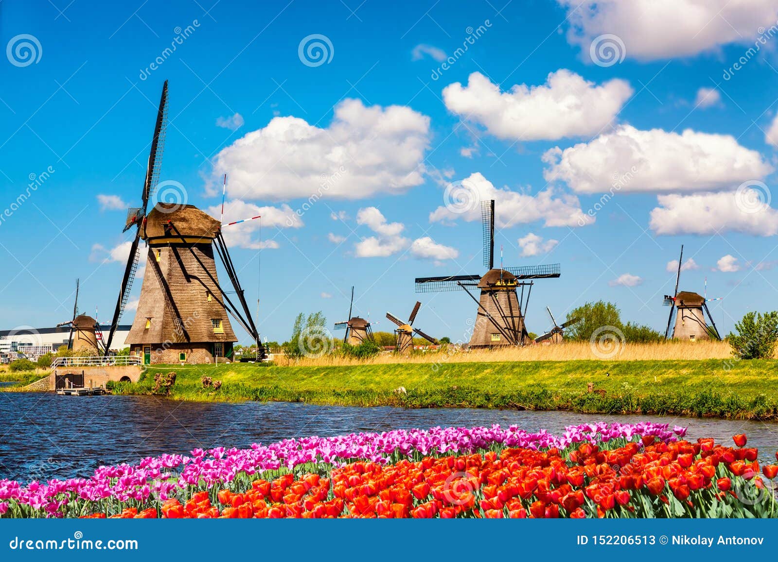 colorful spring landscape in netherlands, europe. famous windmills in kinderdijk village with a tulips flowers flowerbed in